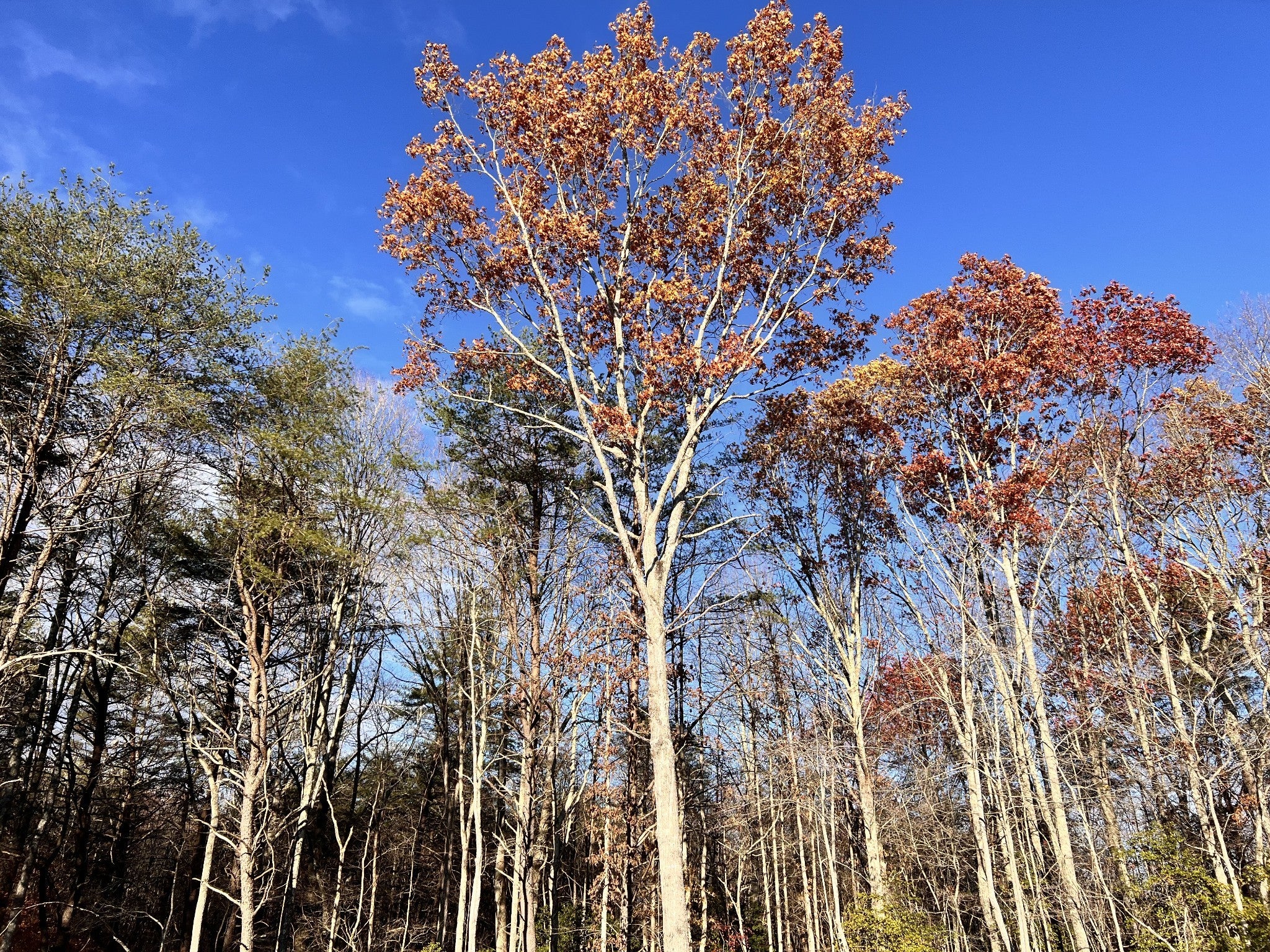 Photo of Listing #3015116