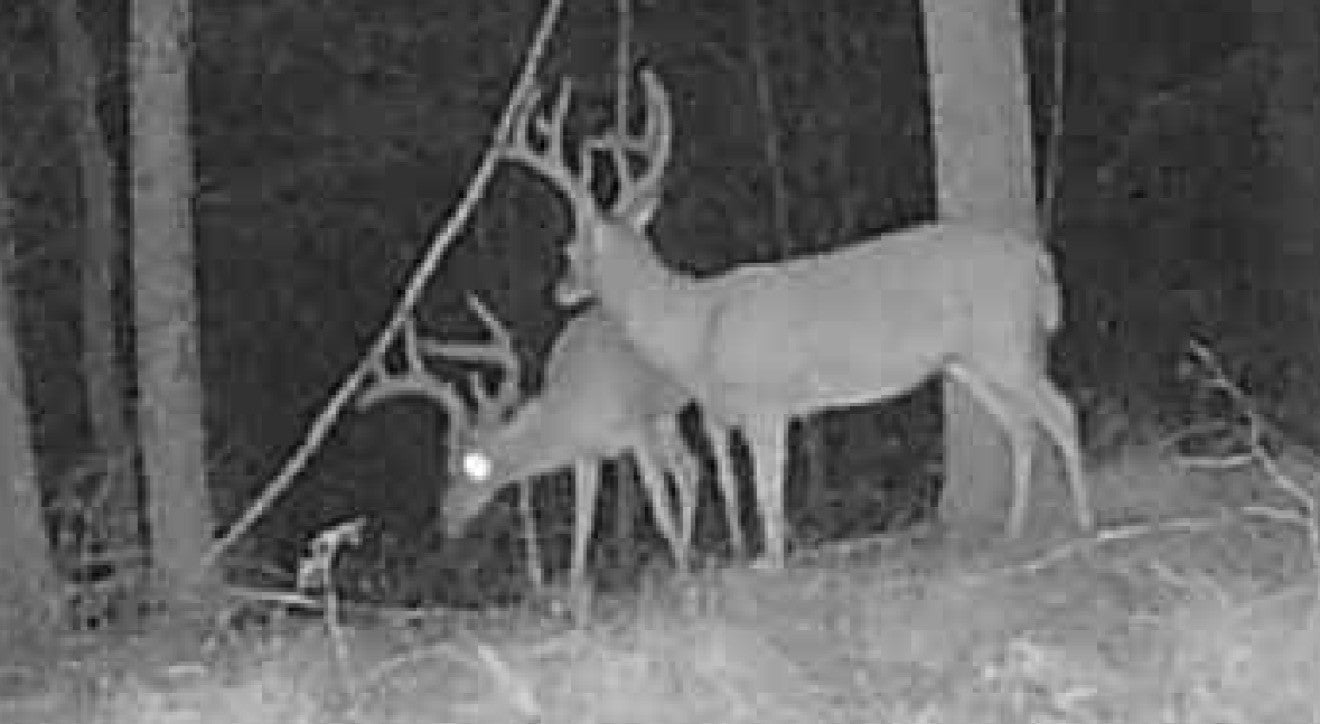 Photo of Listing #3033803