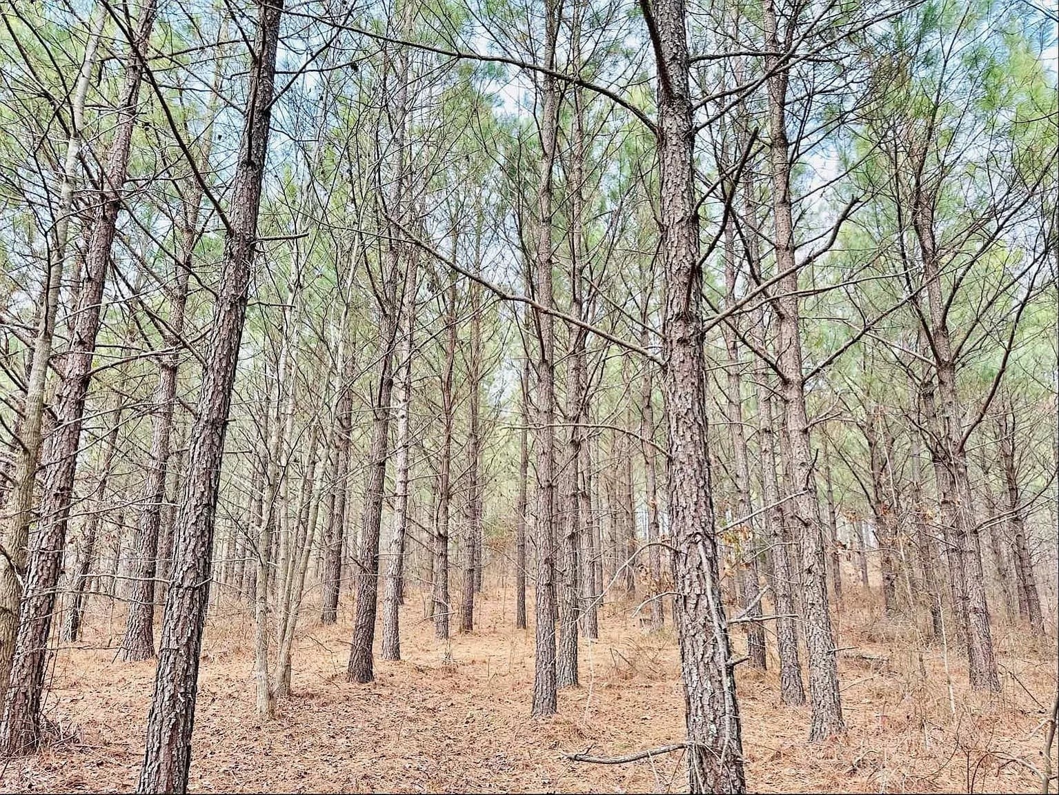 Photo of Listing #3035689