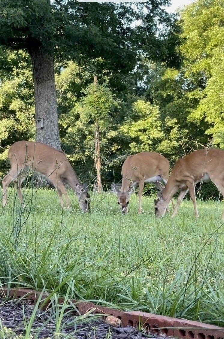 Photo of Listing #3038828