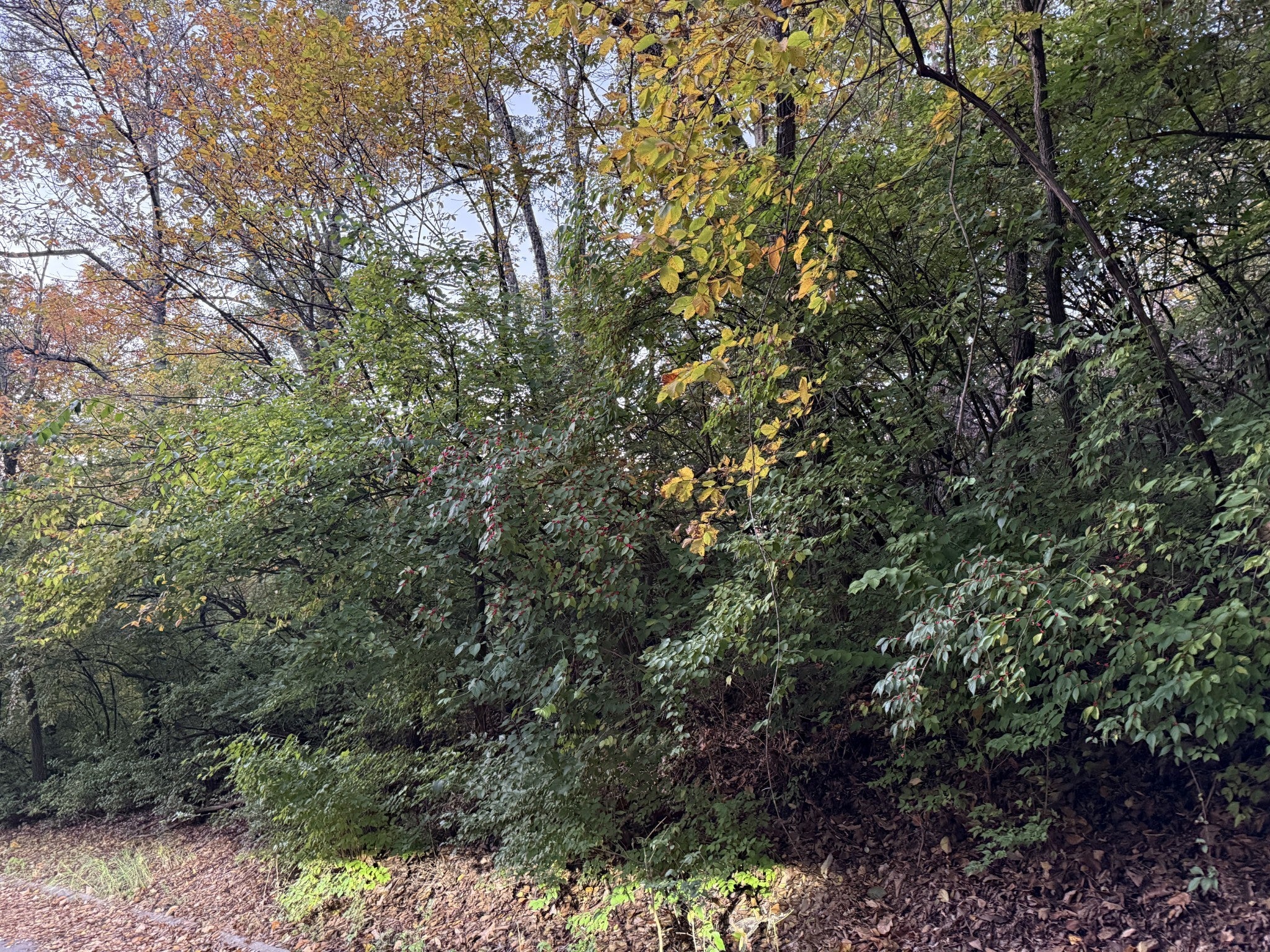 Photo of Listing #3039010