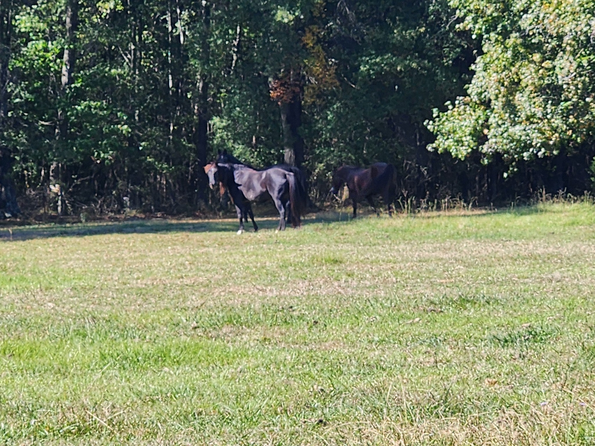 Photo of Listing #3039048