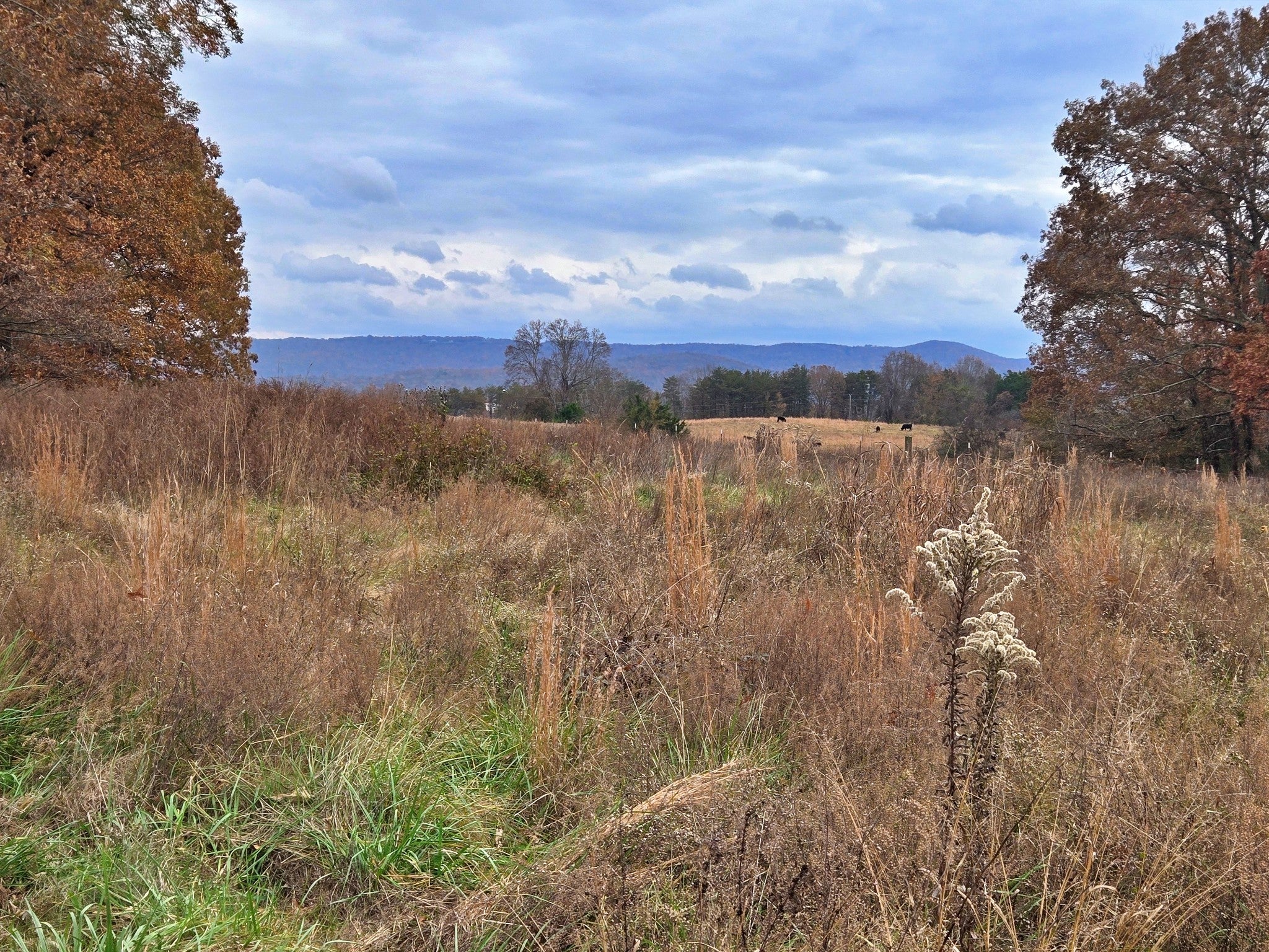 Photo of Listing #3042823