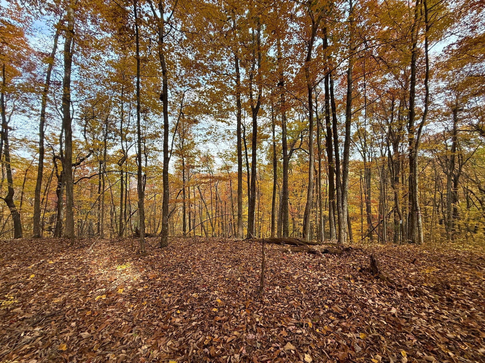 Photo of Listing #3043515