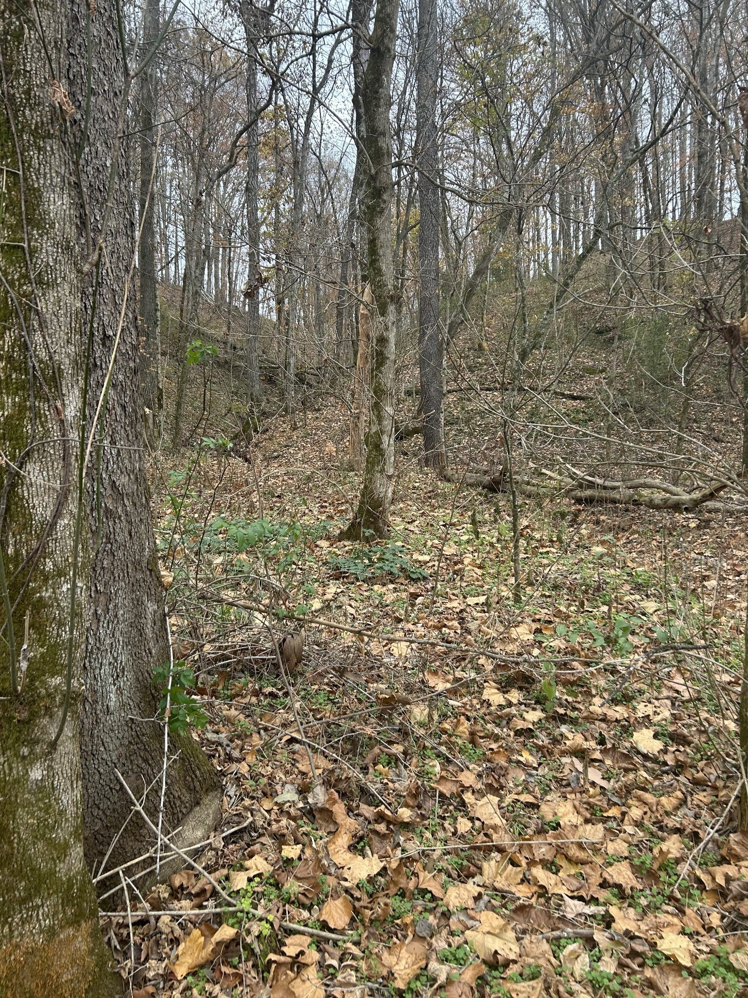 Photo of Listing #3045652