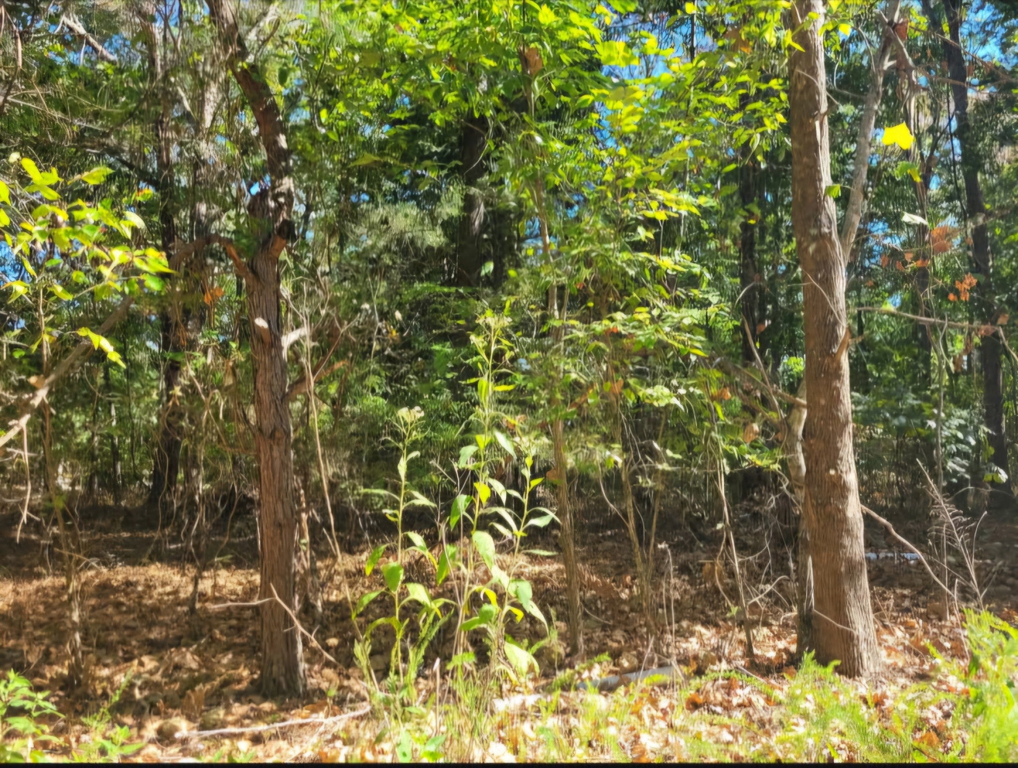 Photo of Listing #3046334