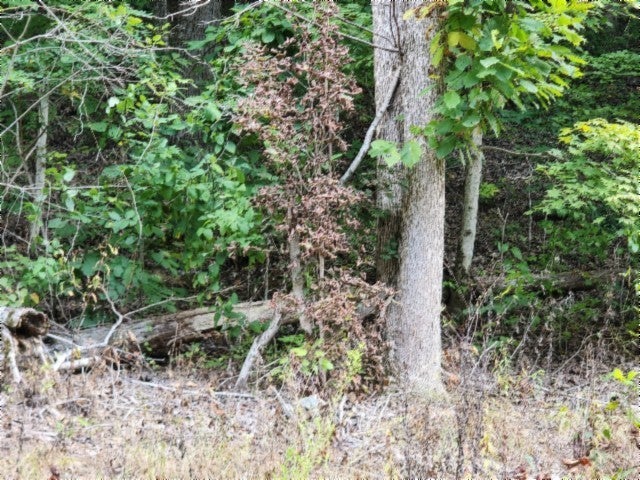 Photo of Listing #3060535