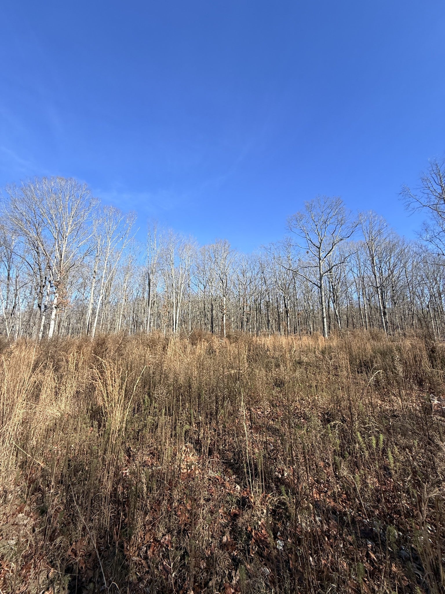 Photo of Listing #3060905