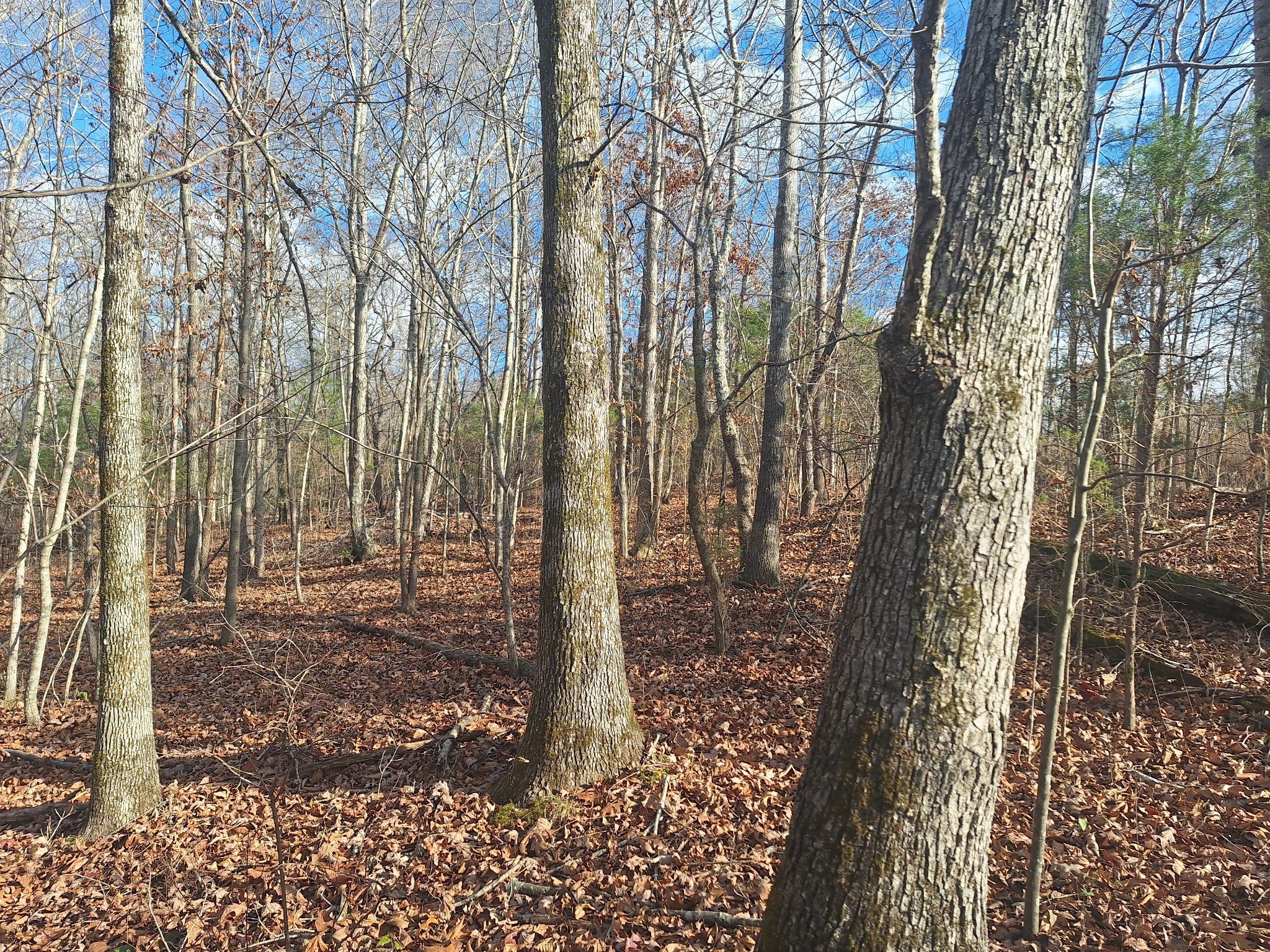 Photo of Listing #3061045