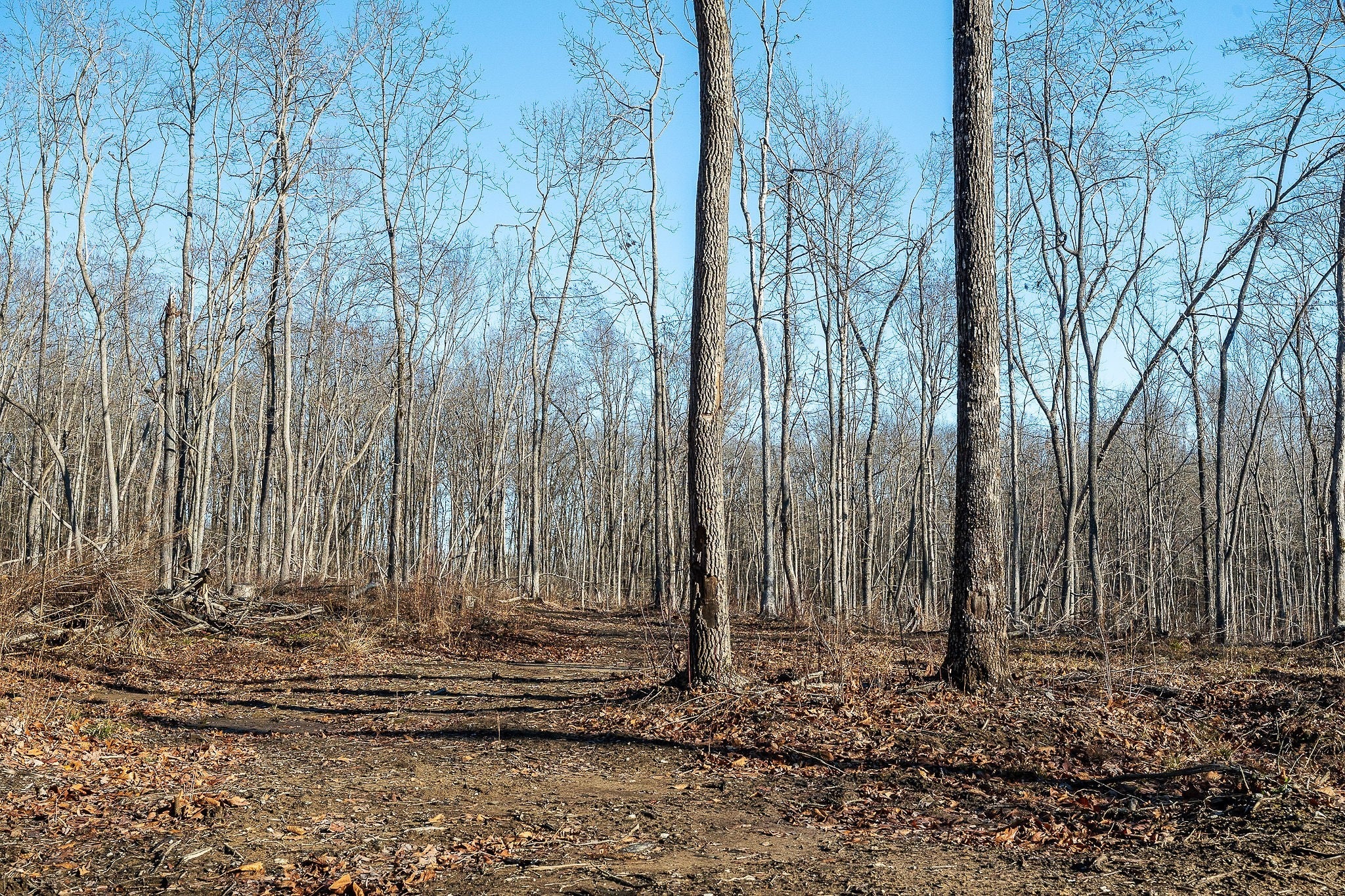 Photo of Listing #3069563