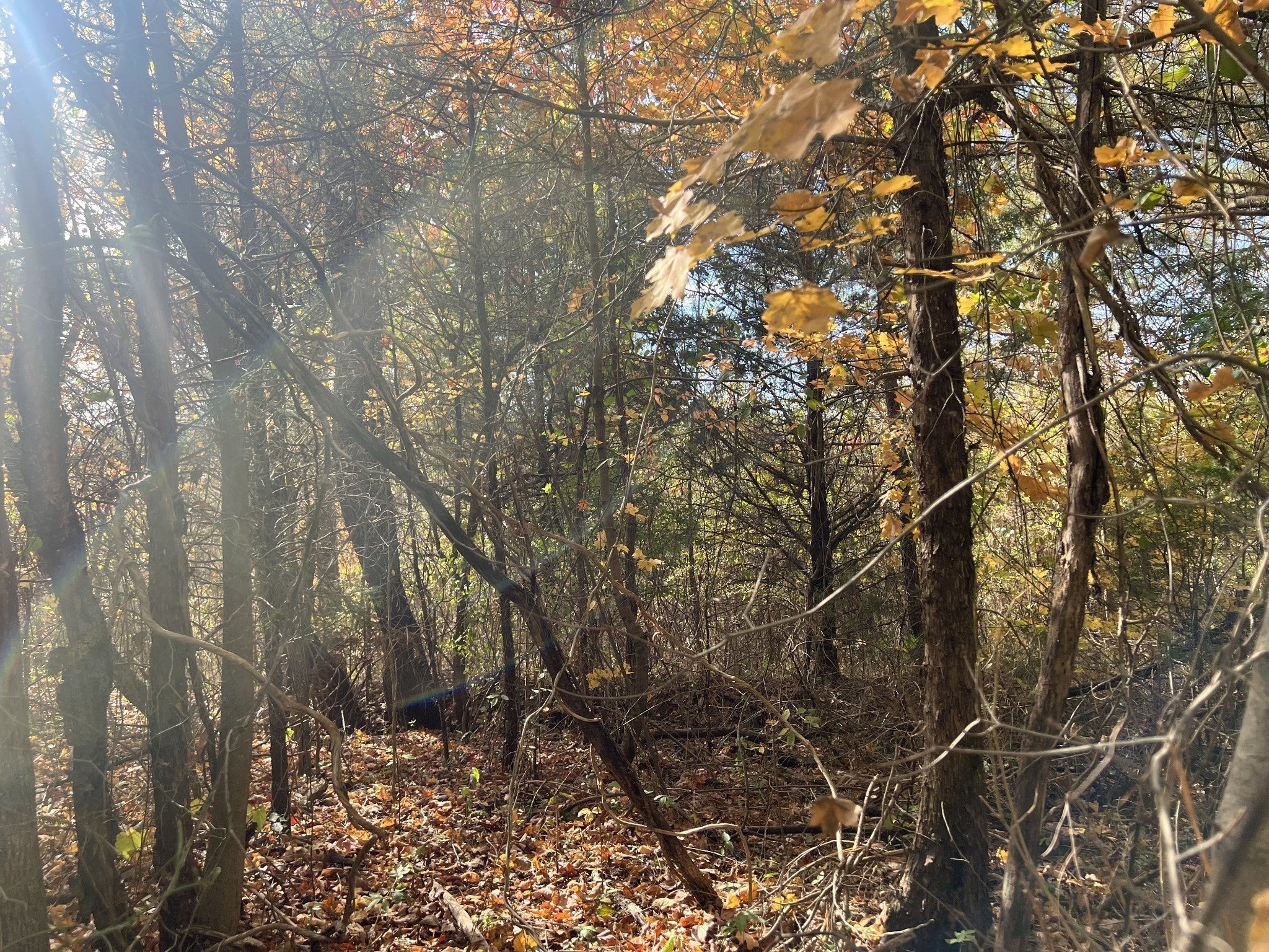 Photo of Listing #3070778