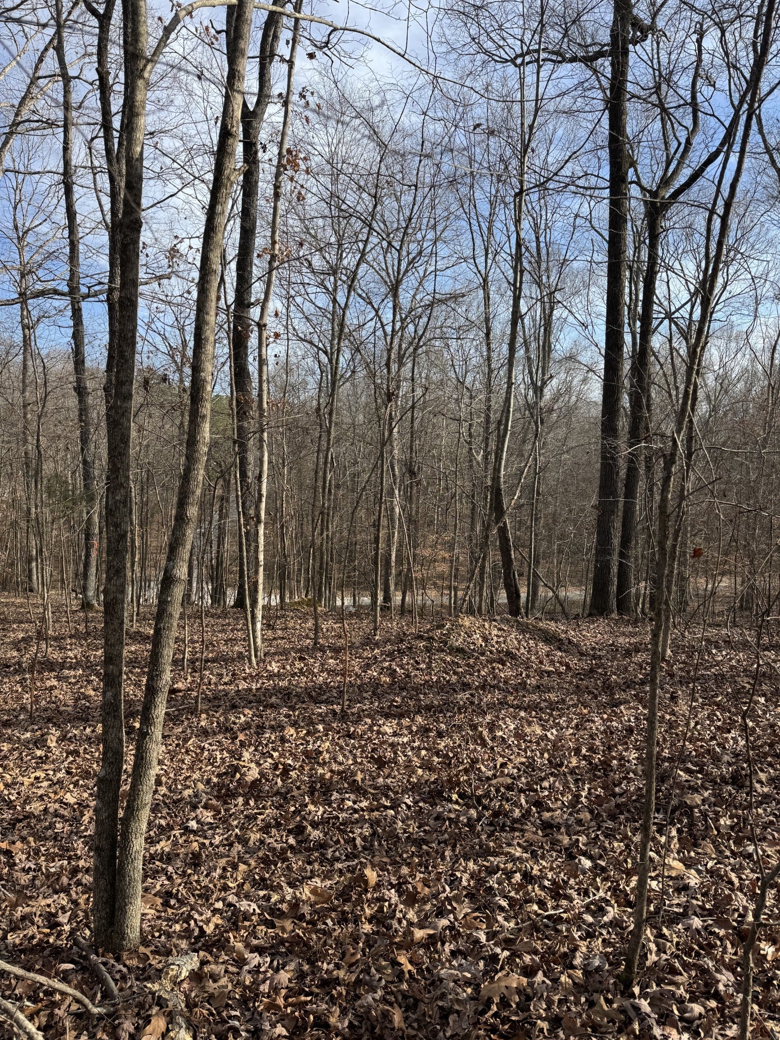 Photo of Listing #3071687