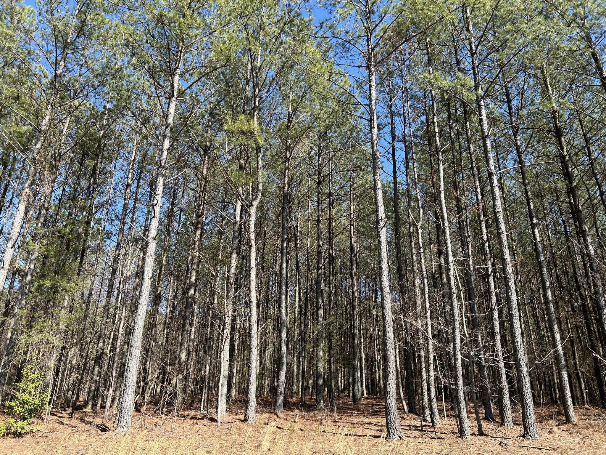 Photo of Listing #3079519