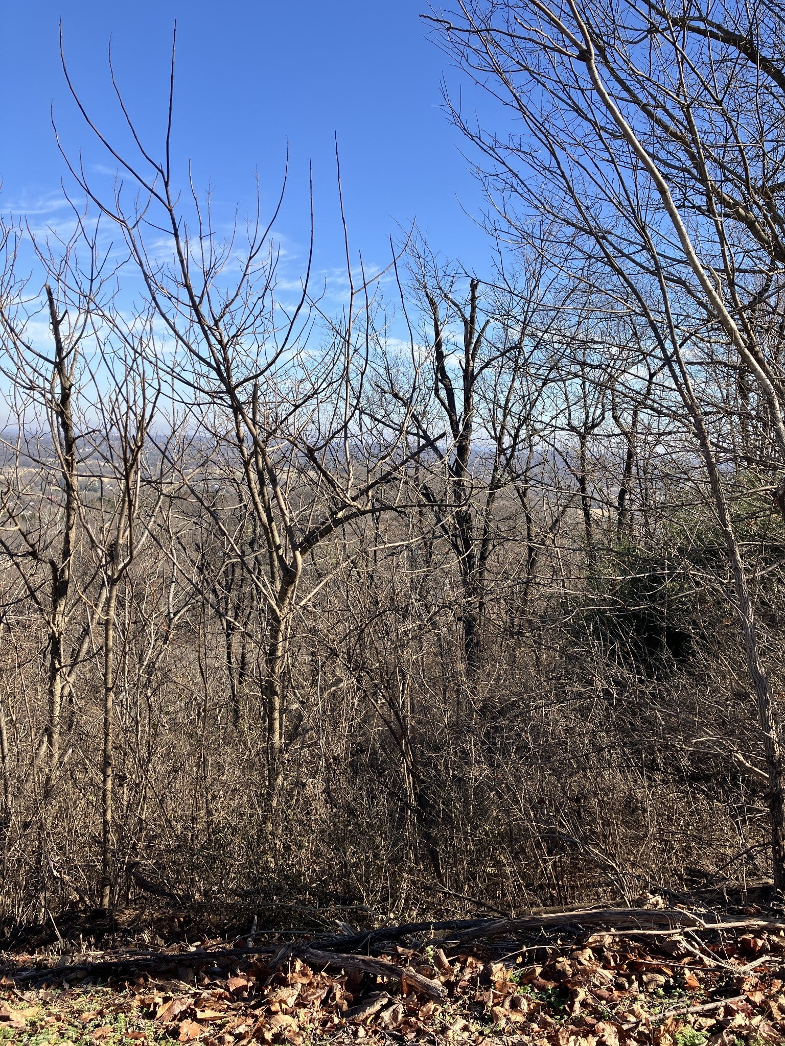 Photo of Listing #3080531