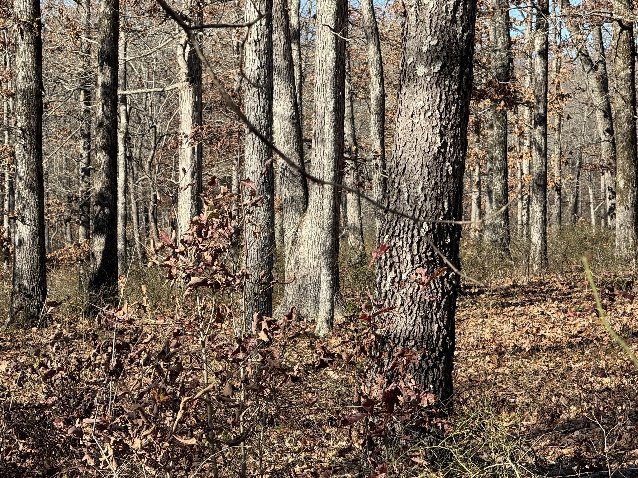 Photo of Listing #3098533