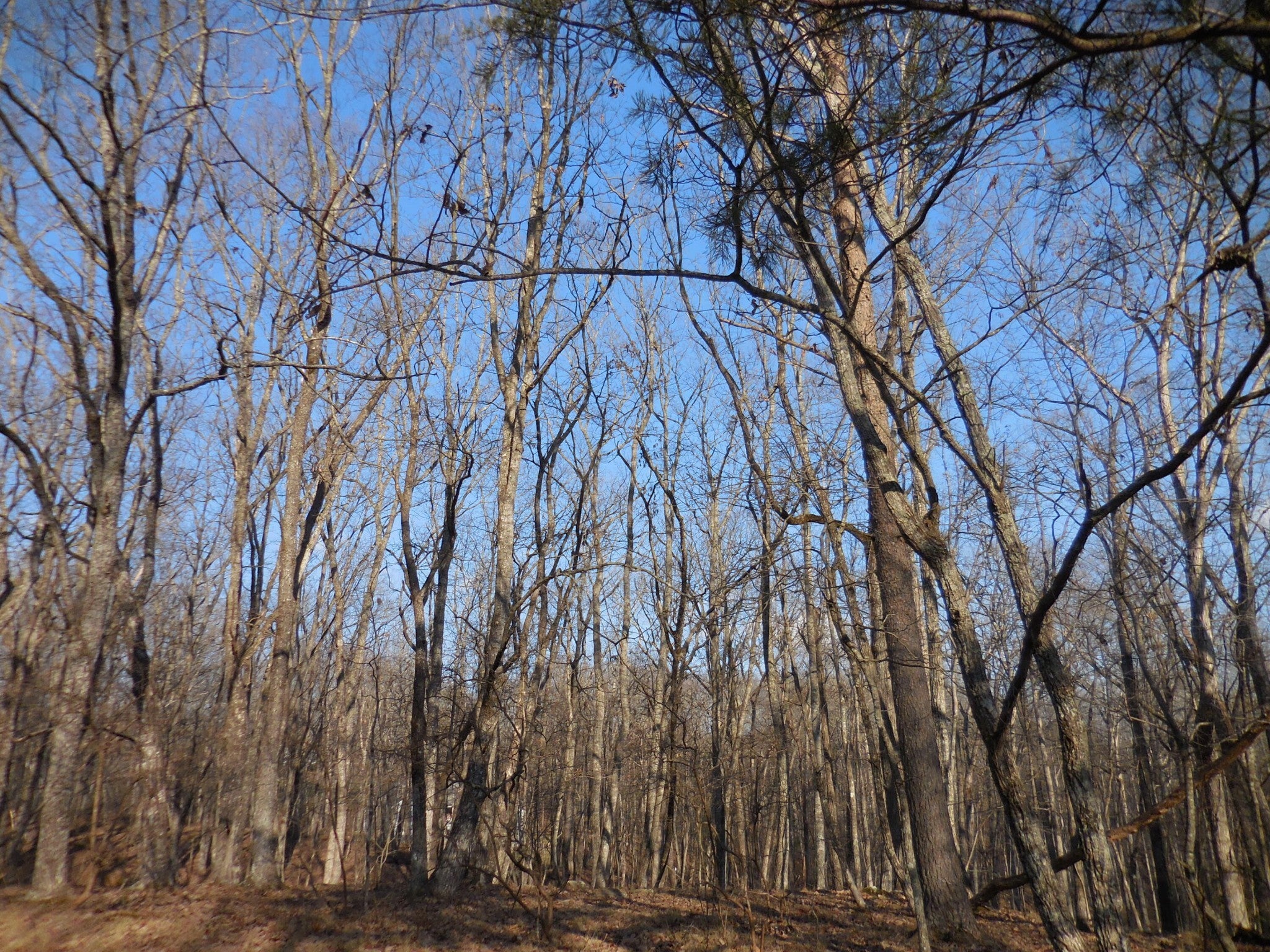 Photo of Listing #3098916