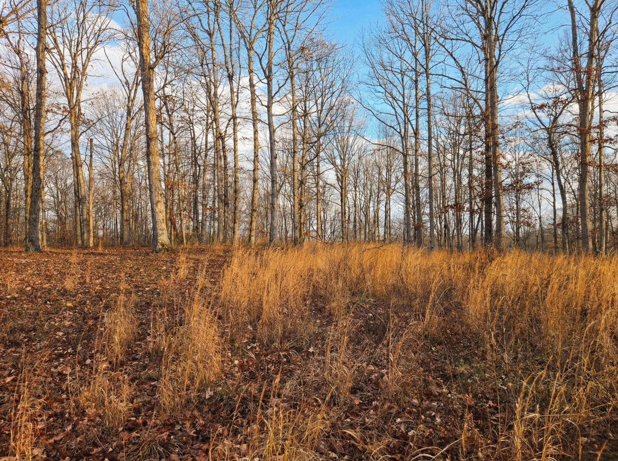 Photo of Listing #3112071