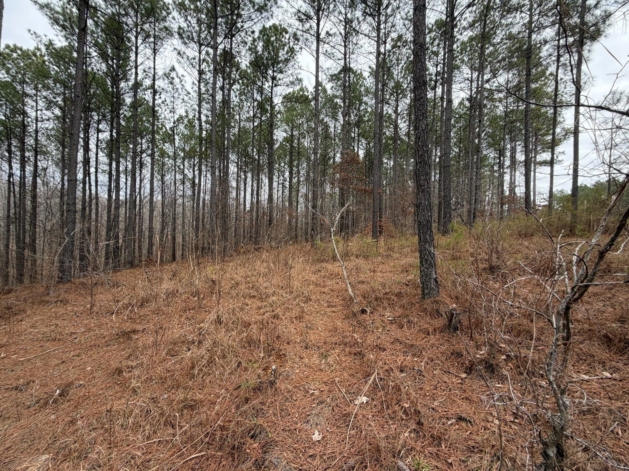 Photo of Listing #3117065