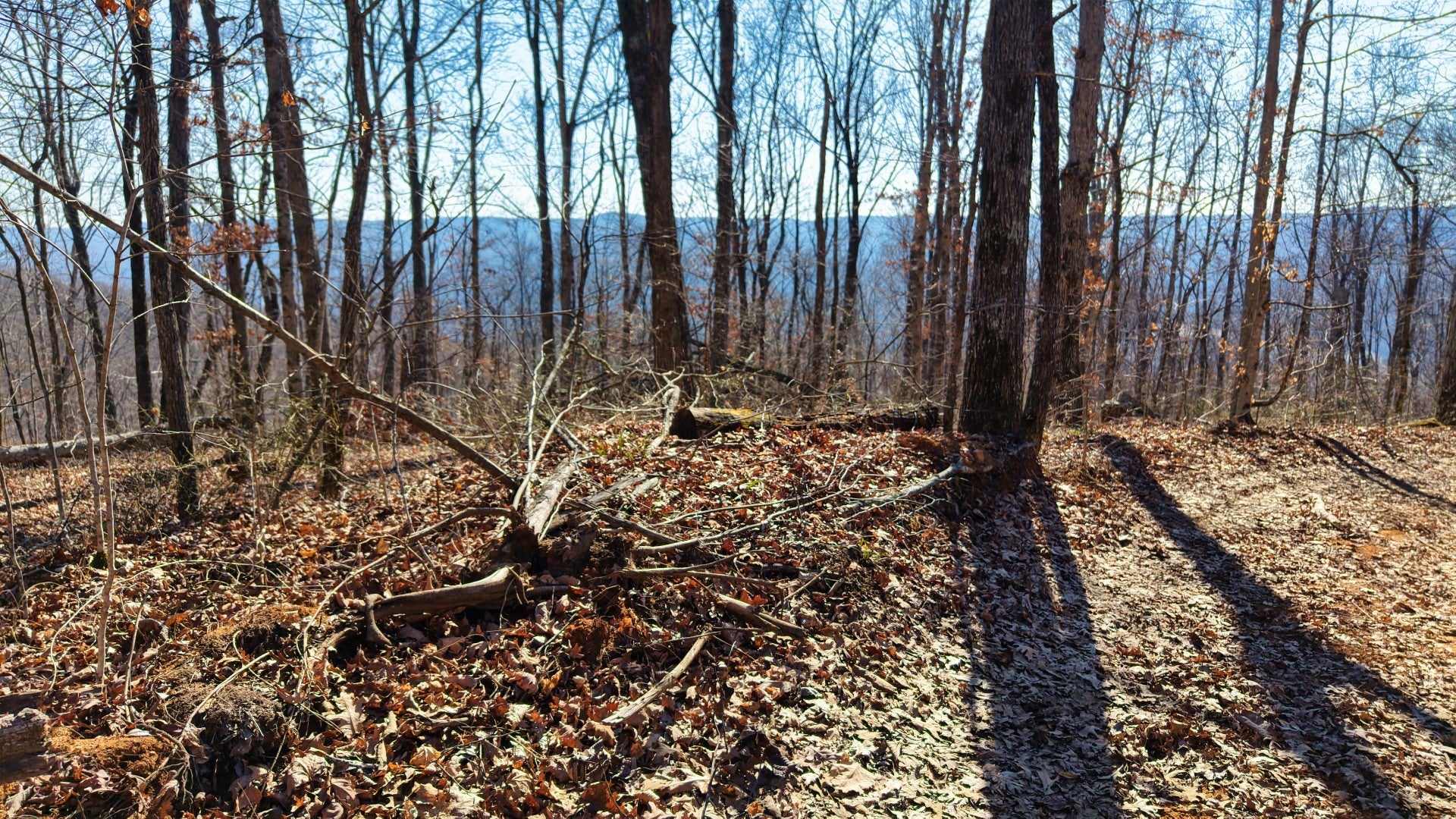 Photo of Listing #3117112