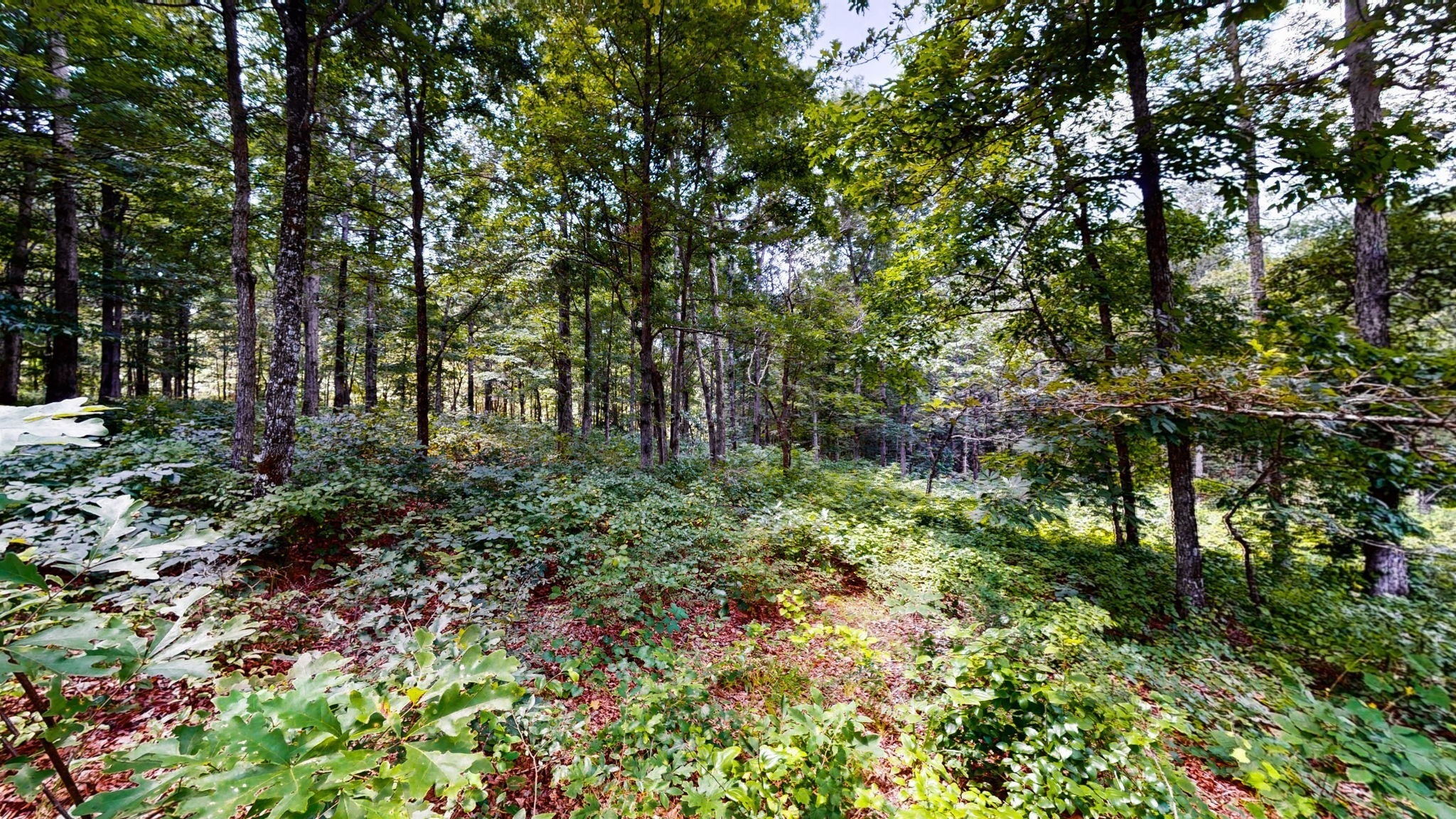 Photo of Listing #3118676