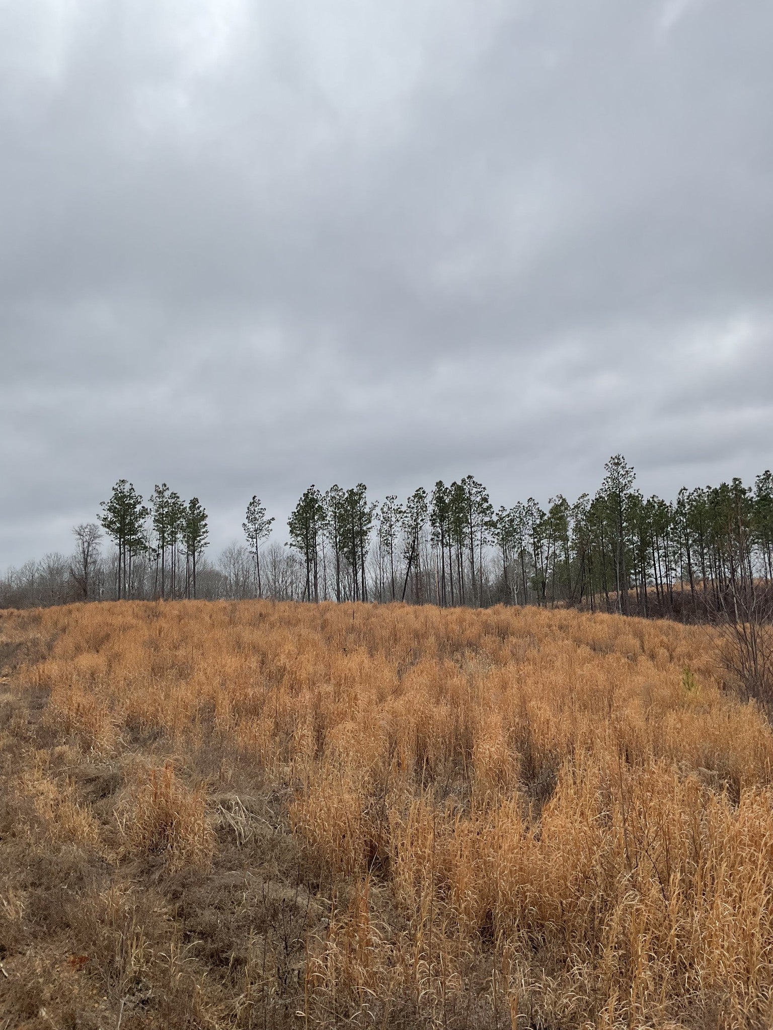 Photo of Listing #3128047