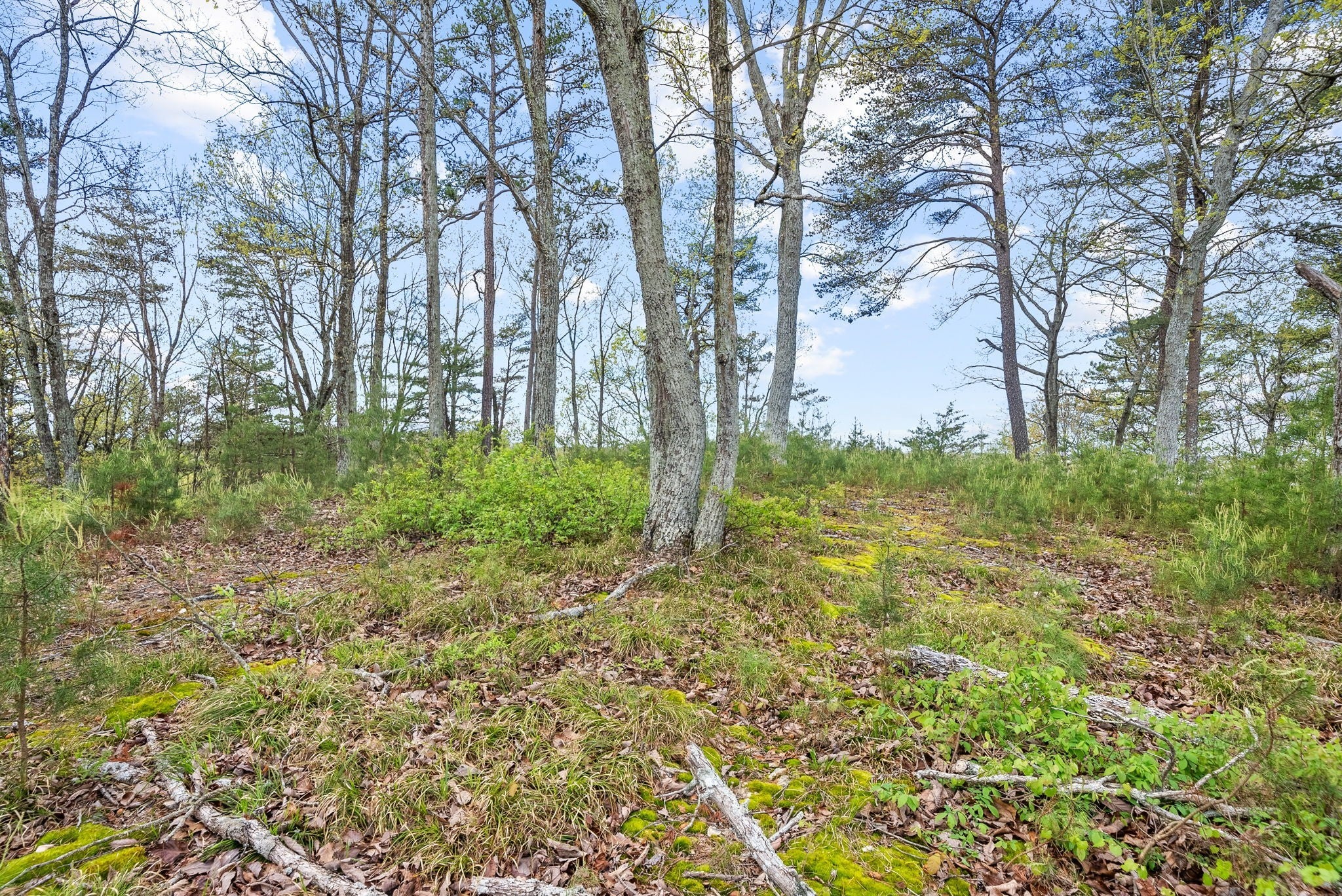 Photo of Listing #3132785