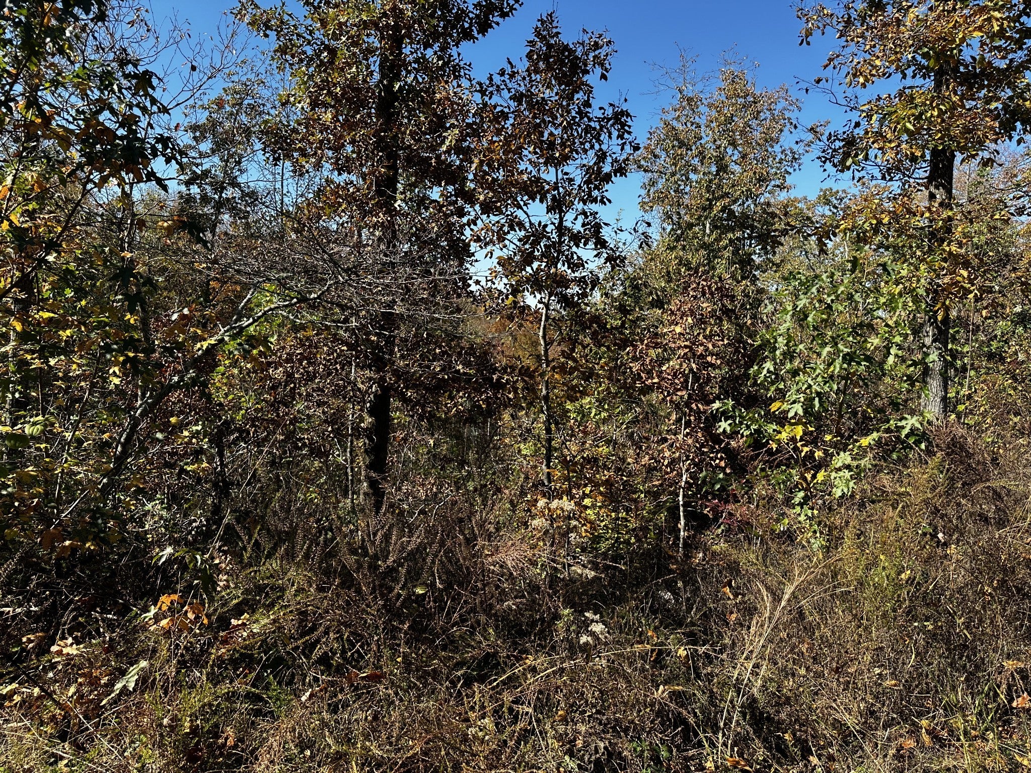 Photo of Listing #3135639