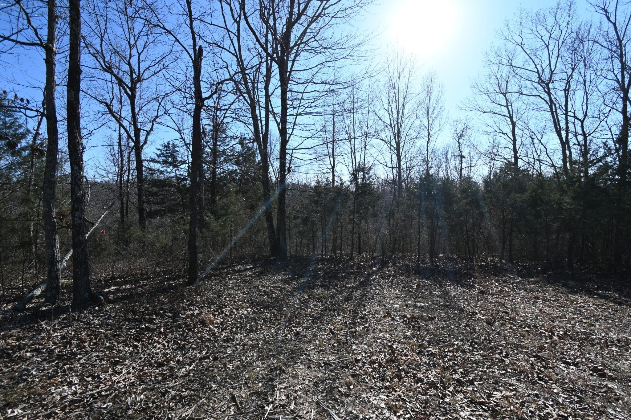 Photo of Listing #3145270