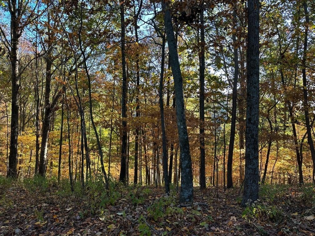 Photo of Listing #3146084