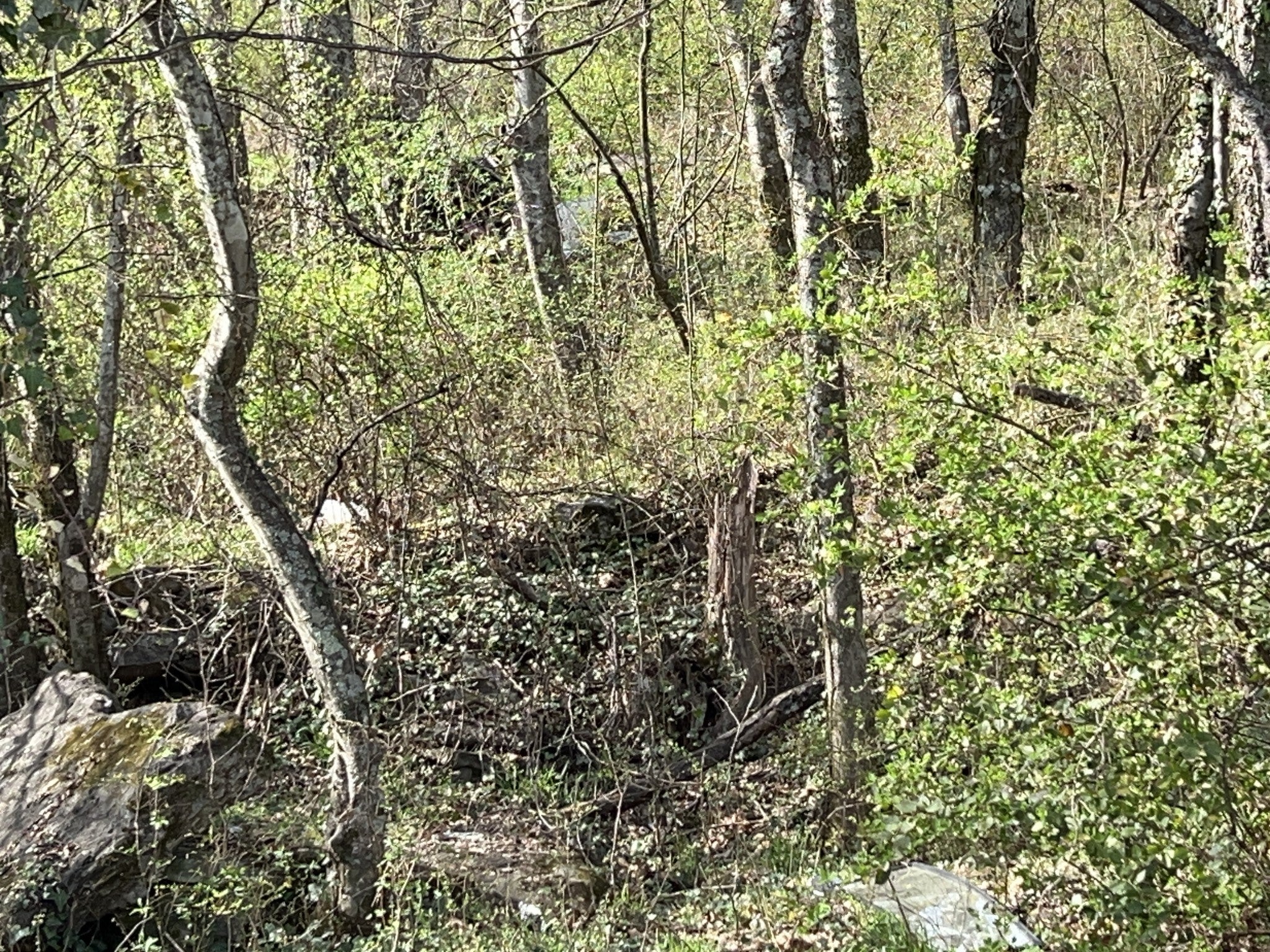 Photo of Listing #3146381