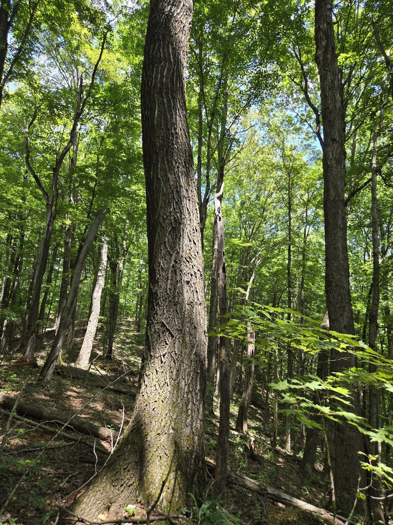 Photo of Listing #3147224