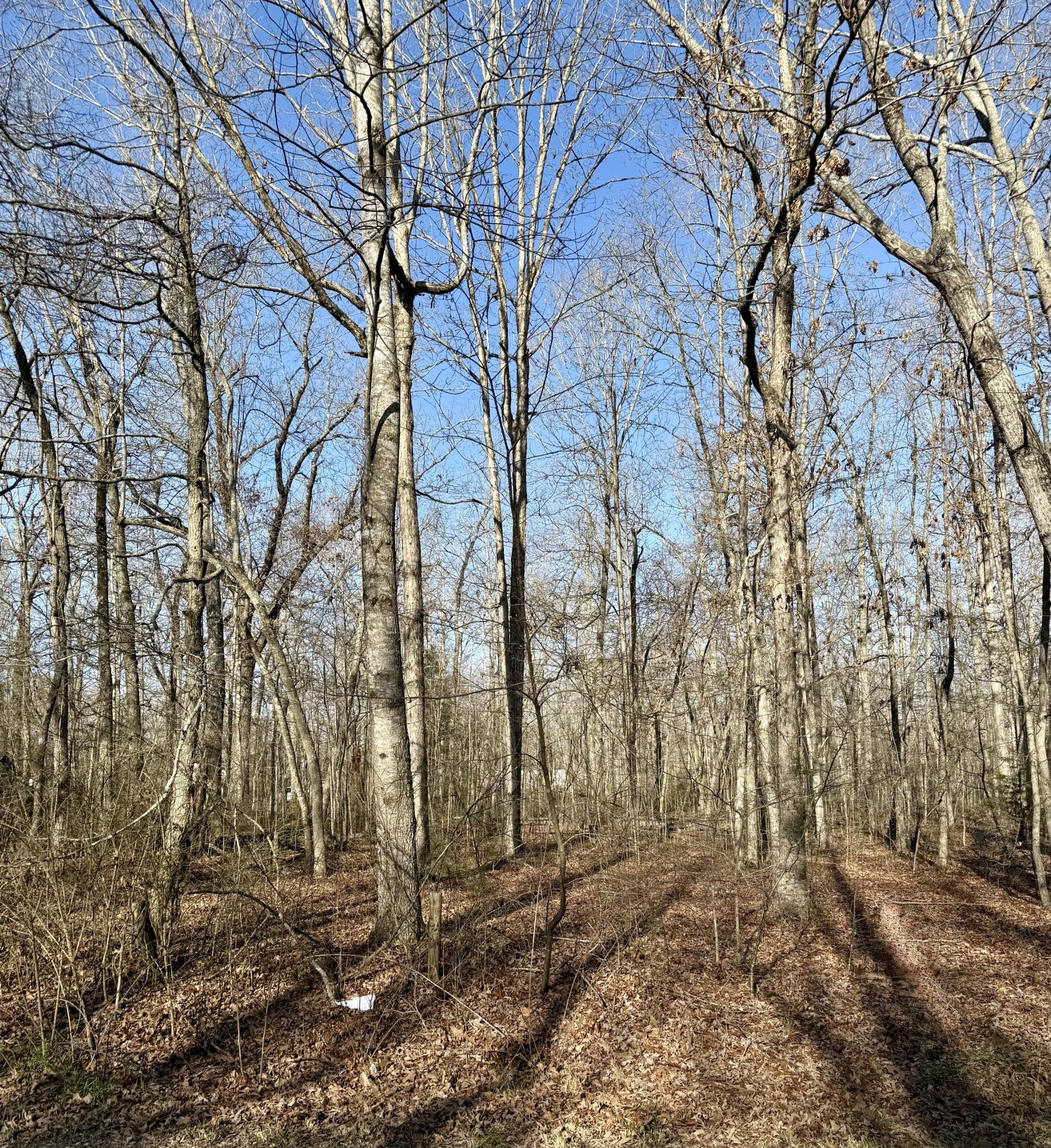 Photo of Listing #3149065