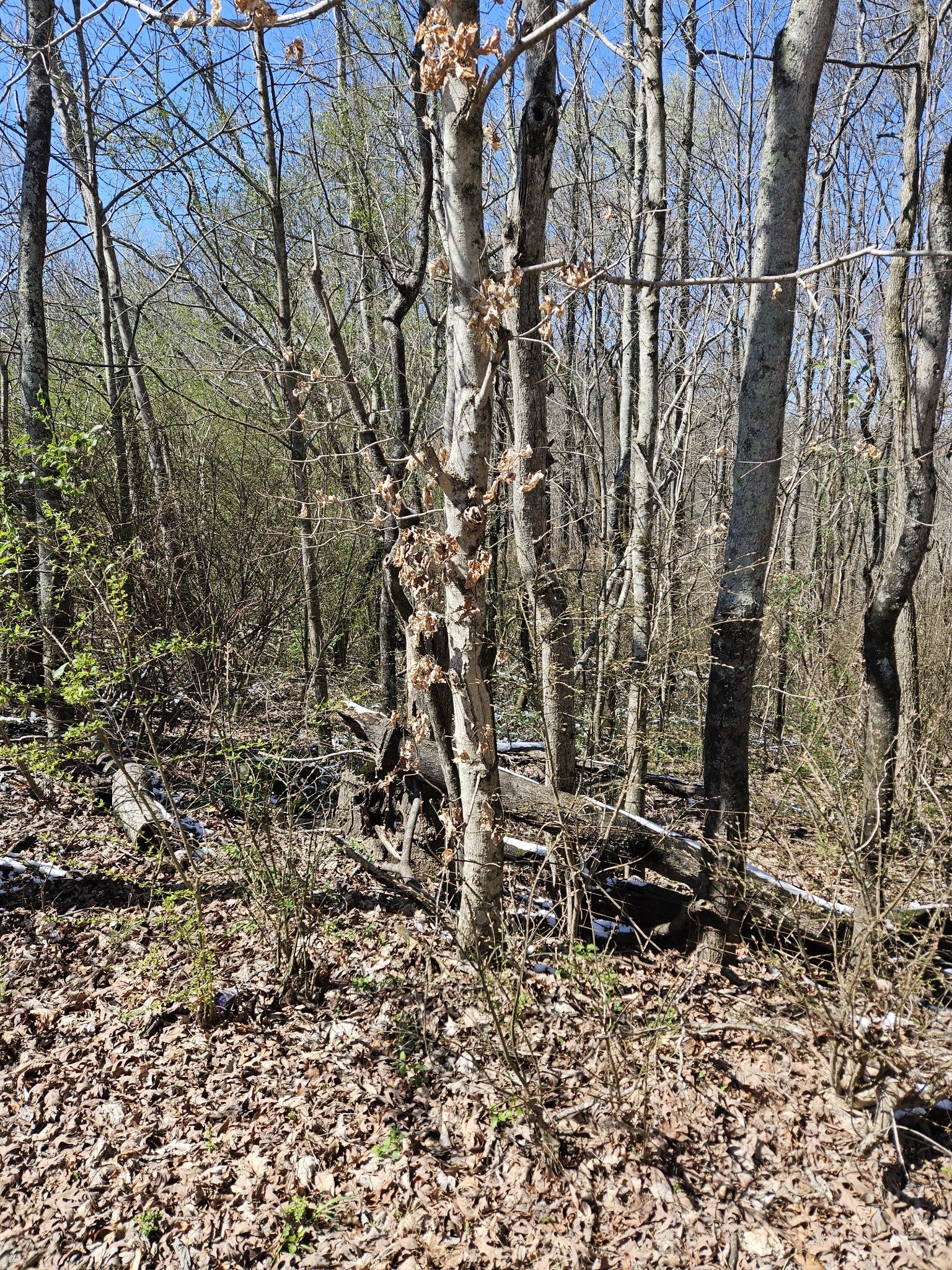 Photo of Listing #3153141