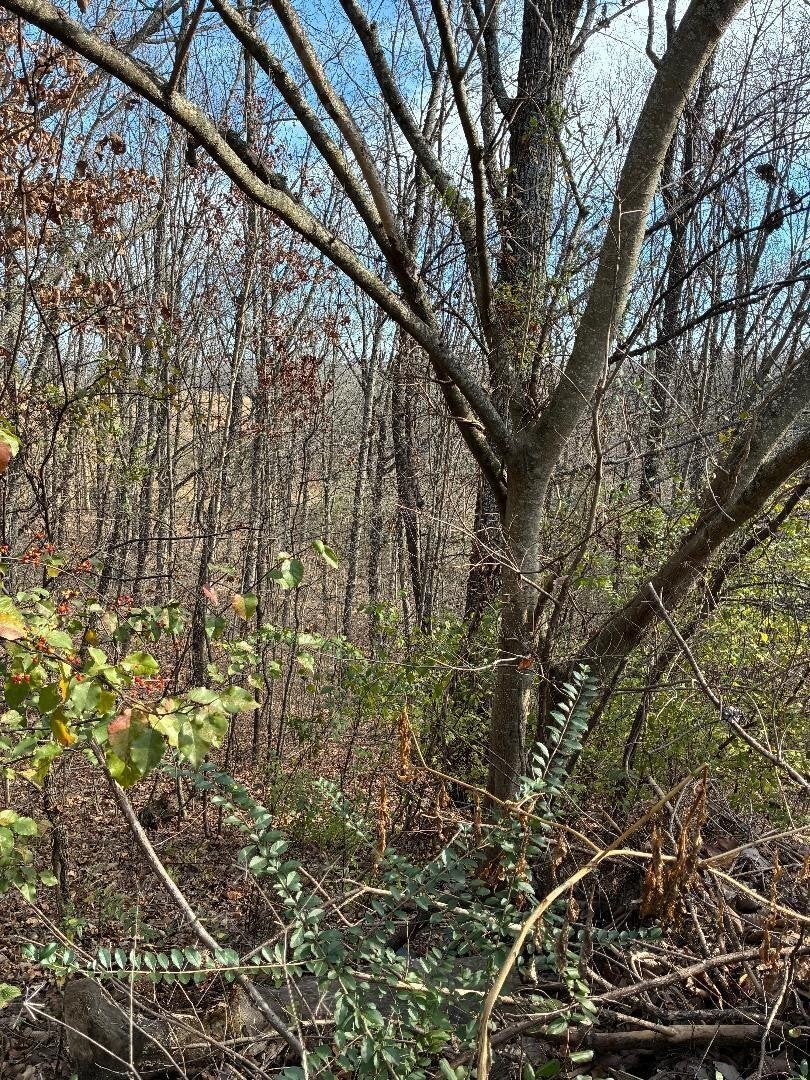 Photo of Listing #3156645