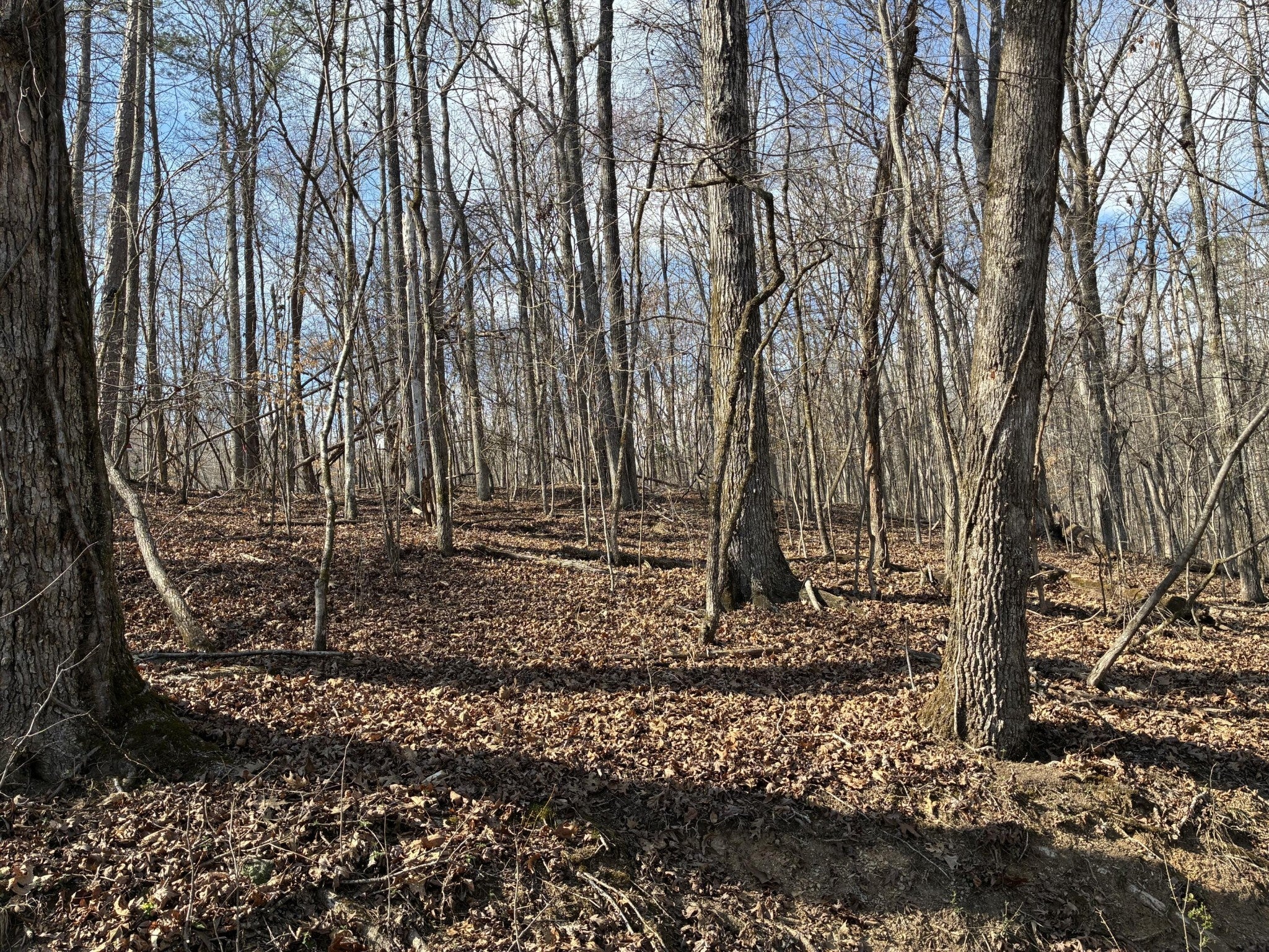 Photo of Listing #3156654