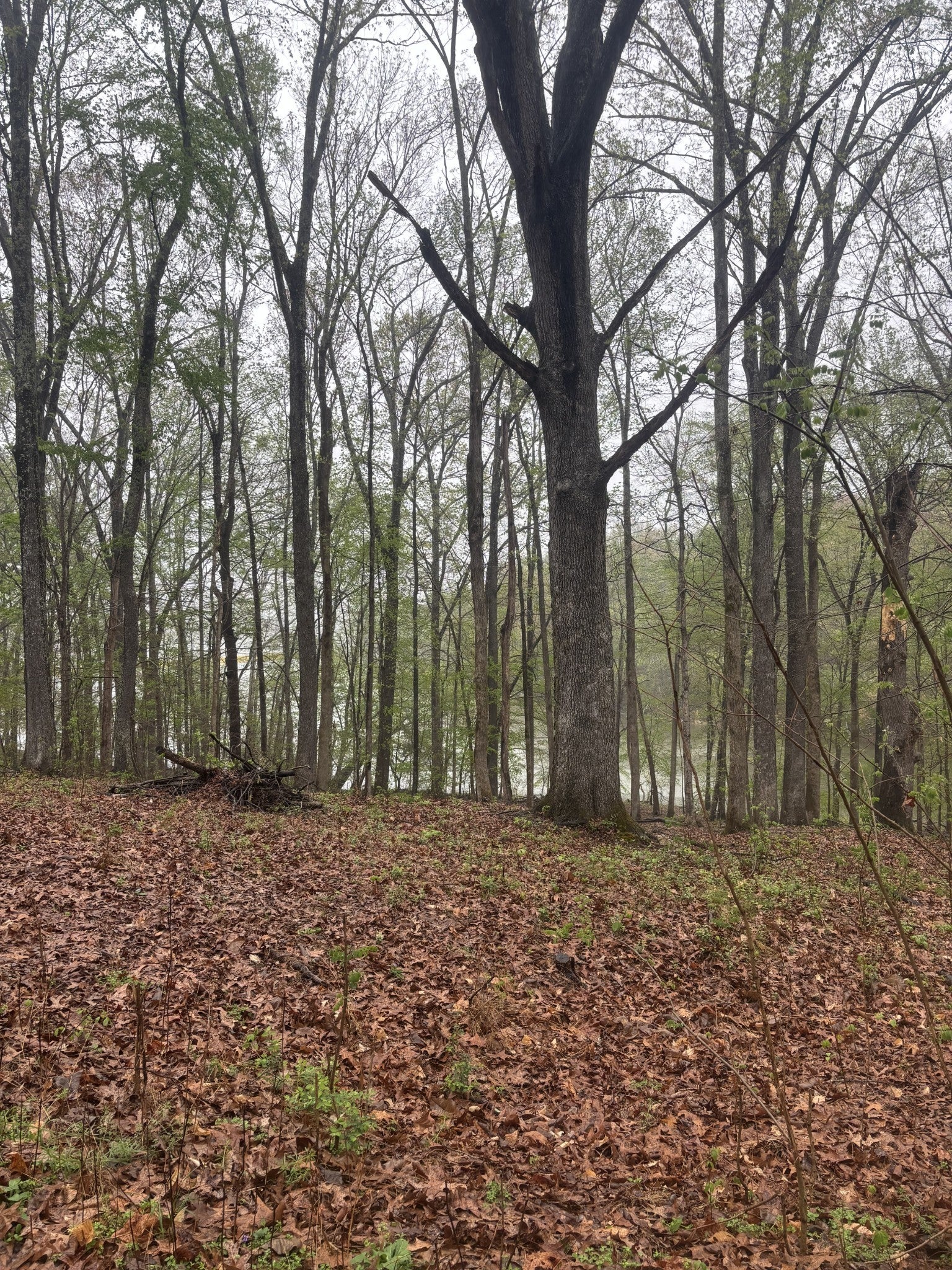 Photo of Listing #3168659