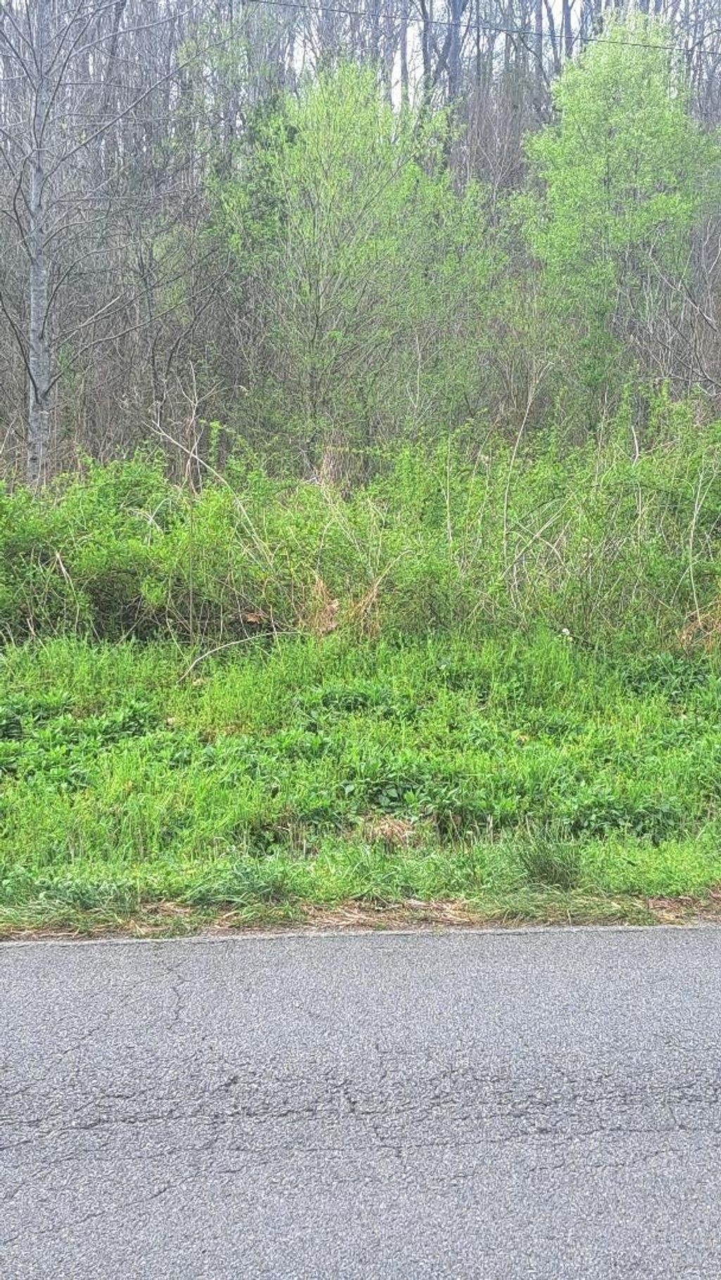 0 Napier Rd, Hohenwald