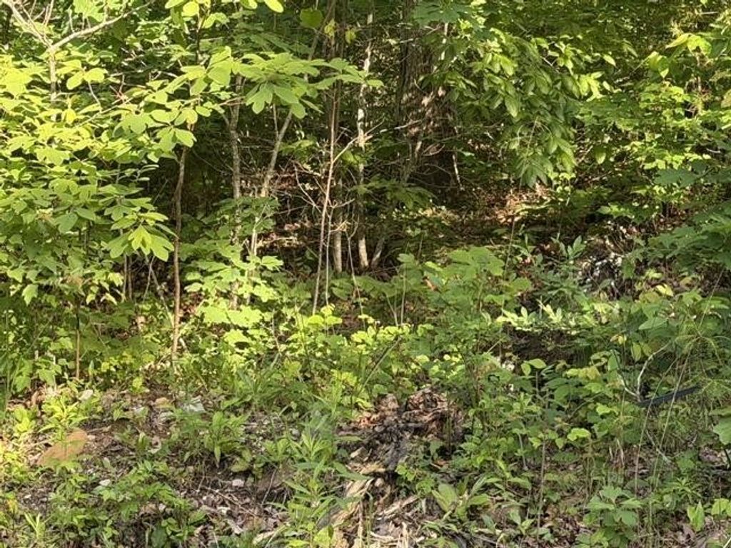 196 Big Bluff View, Pikeville