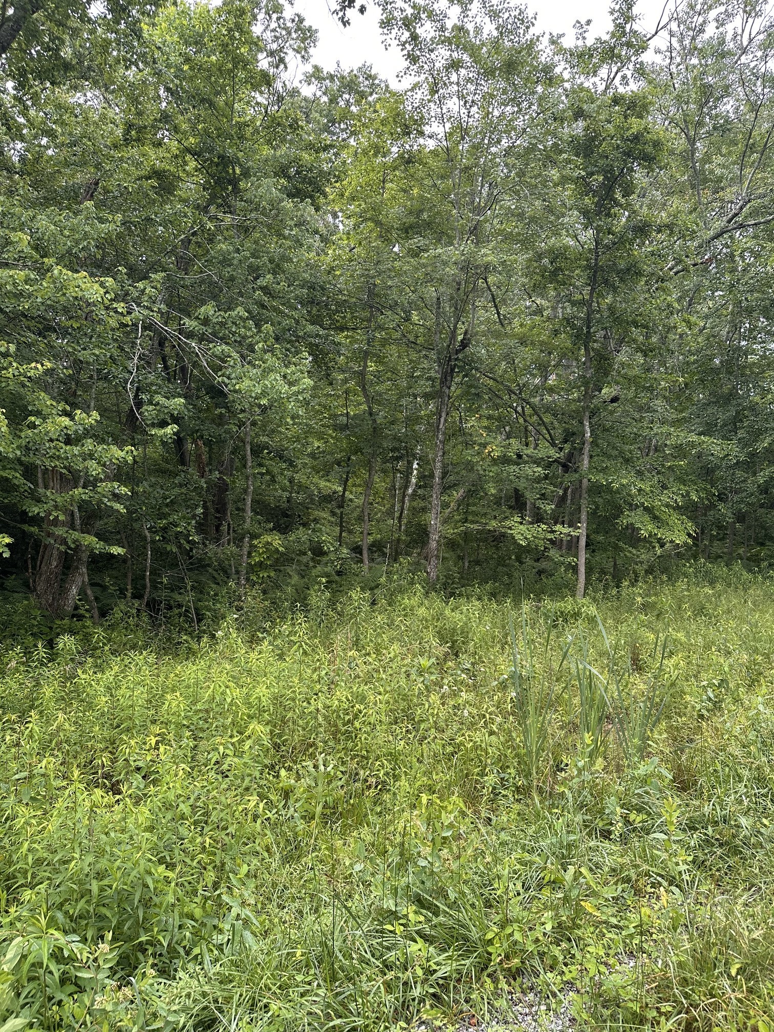 Photo of Listing #3231449