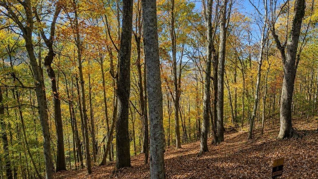 0 Savannah Dr, Smithville