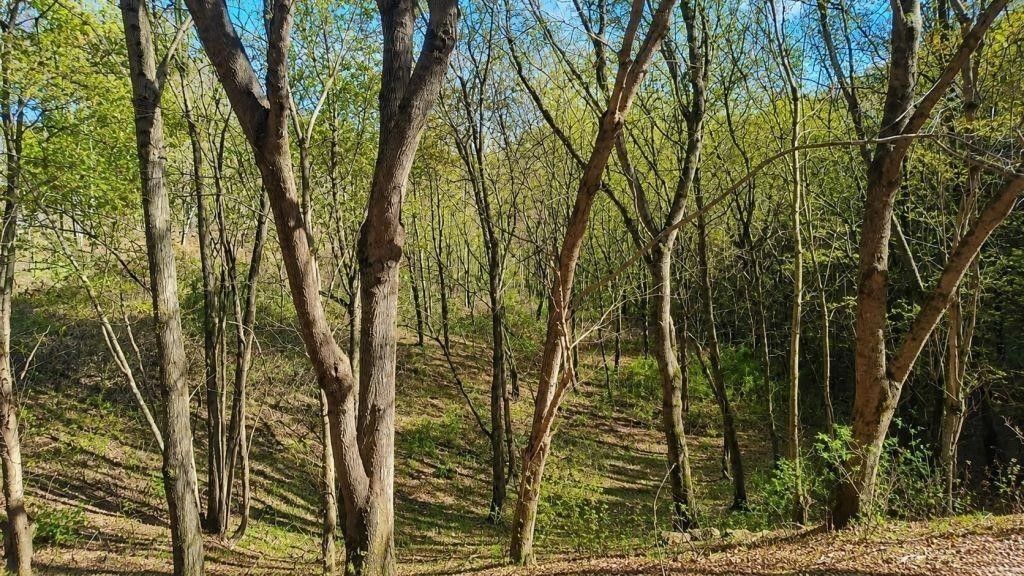 0 Blackberry Ridge Way, Smithville