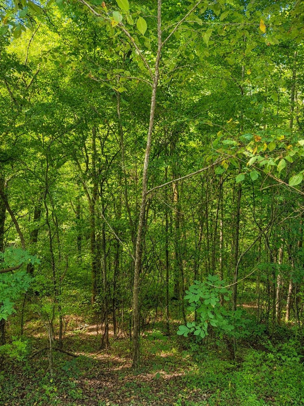 0 Shoreside Dr, Smithville