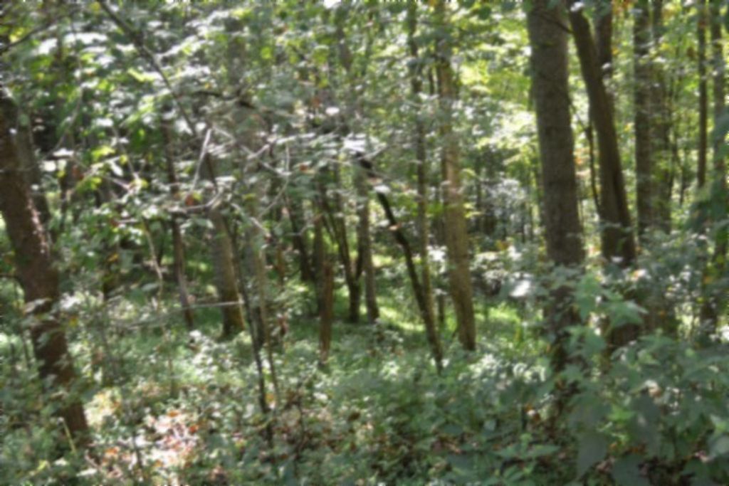 2121 Riley Creek Rd, Whitleyville