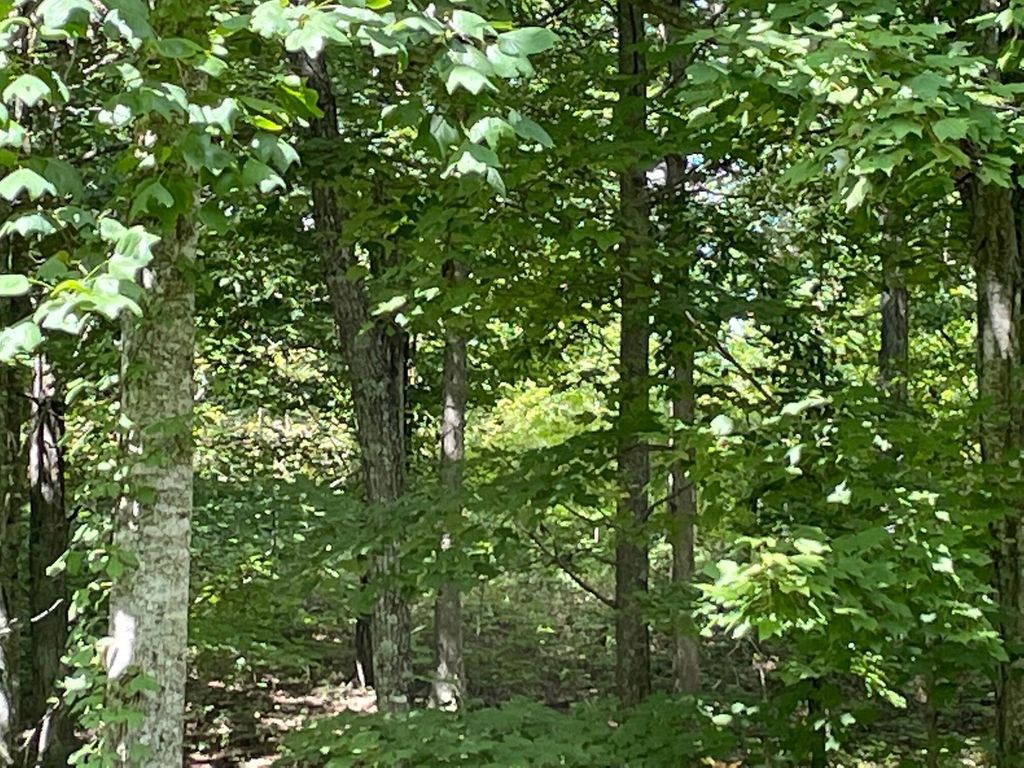 0 Roaring Creek Road, Dunlap