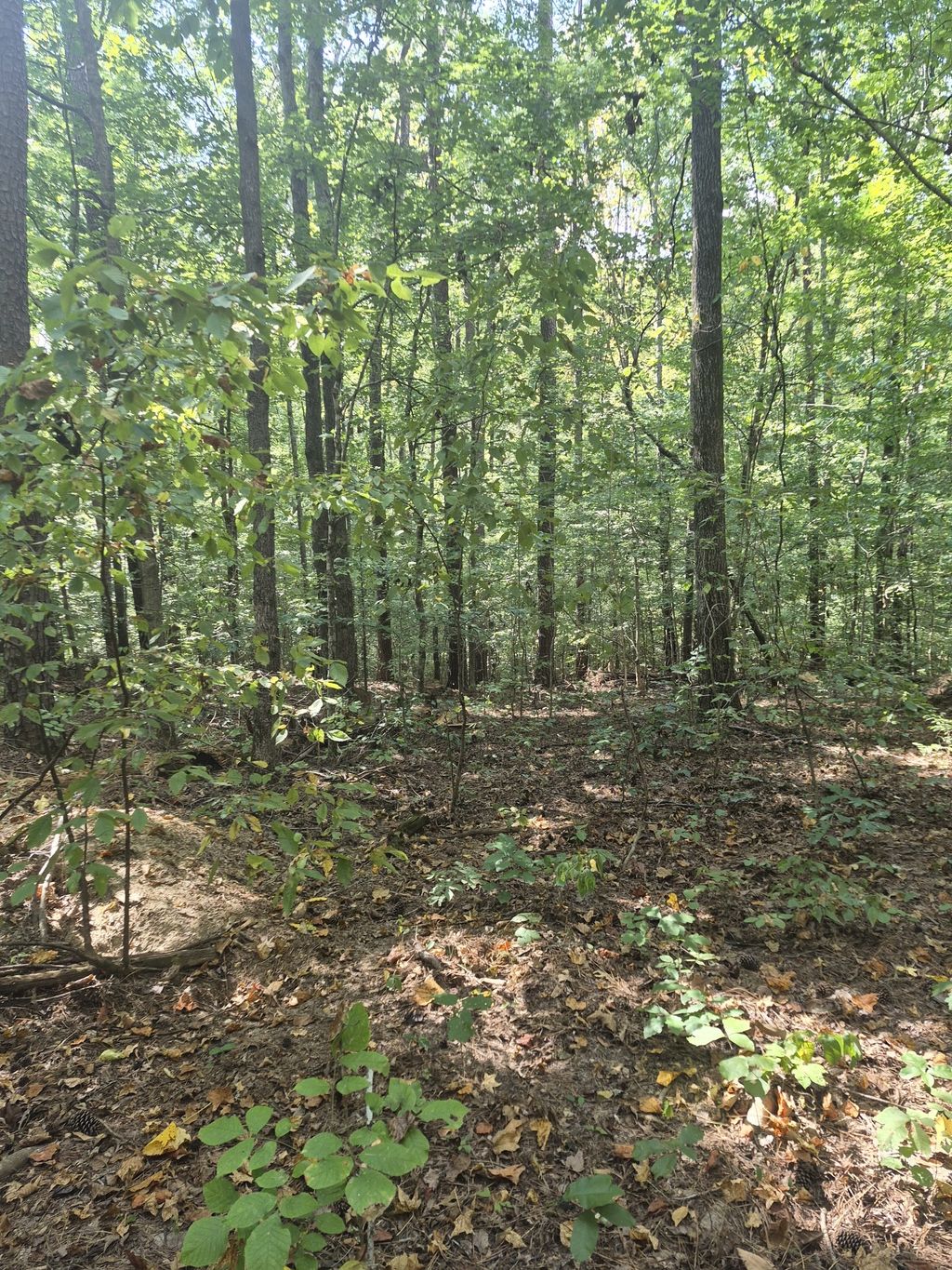 1318 Turkey Creek Rd, Dickson