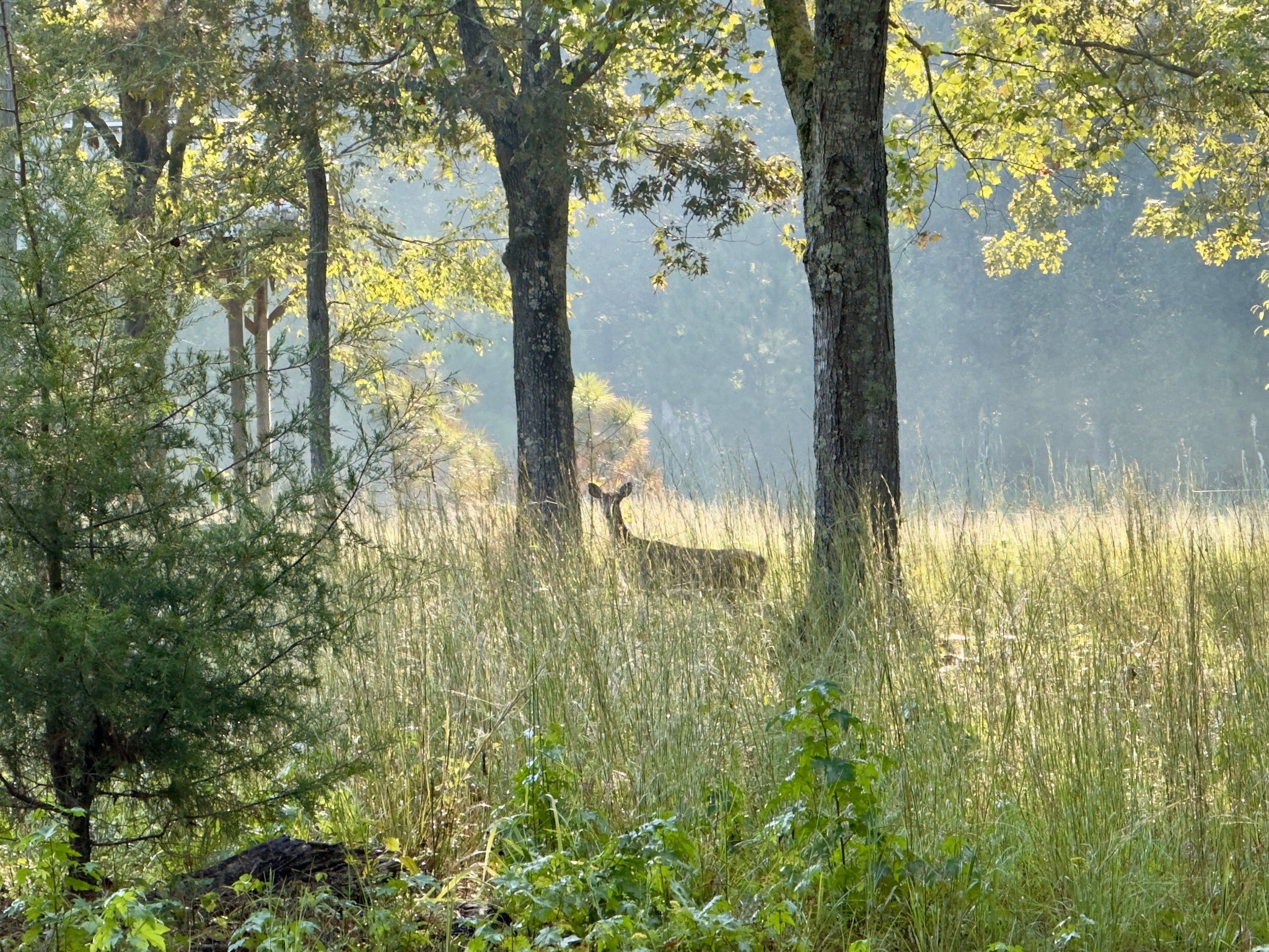 Photo of Listing #2926781