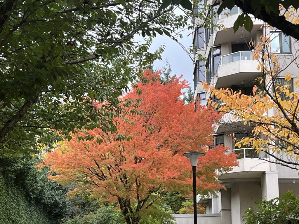 7321 Halifax Street 503, Burnaby