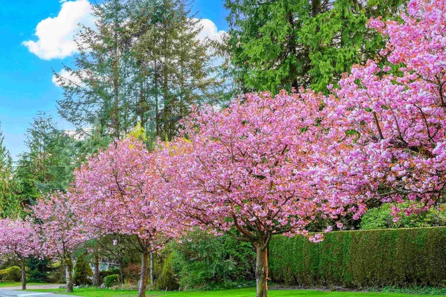 74 E 37th Avenue, Vancouver