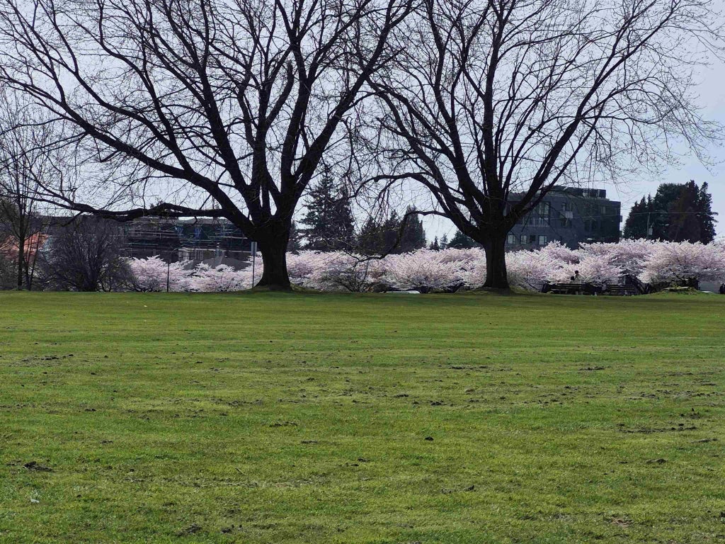 375 W 59th Avenue 204, Vancouver