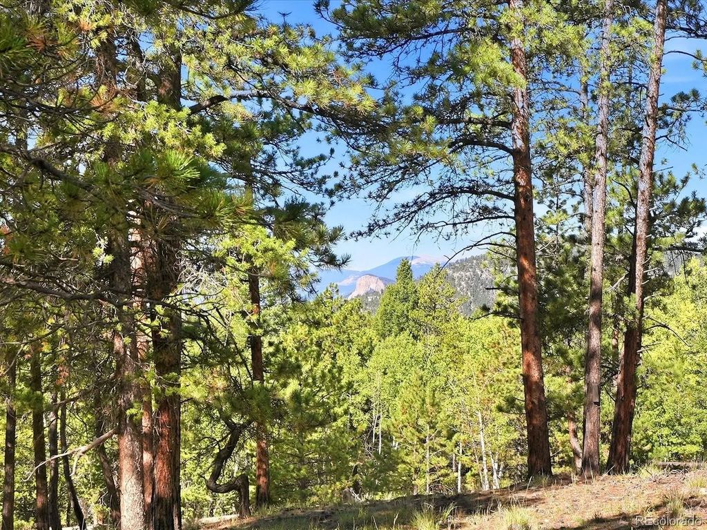 Molly Drive, Conifer